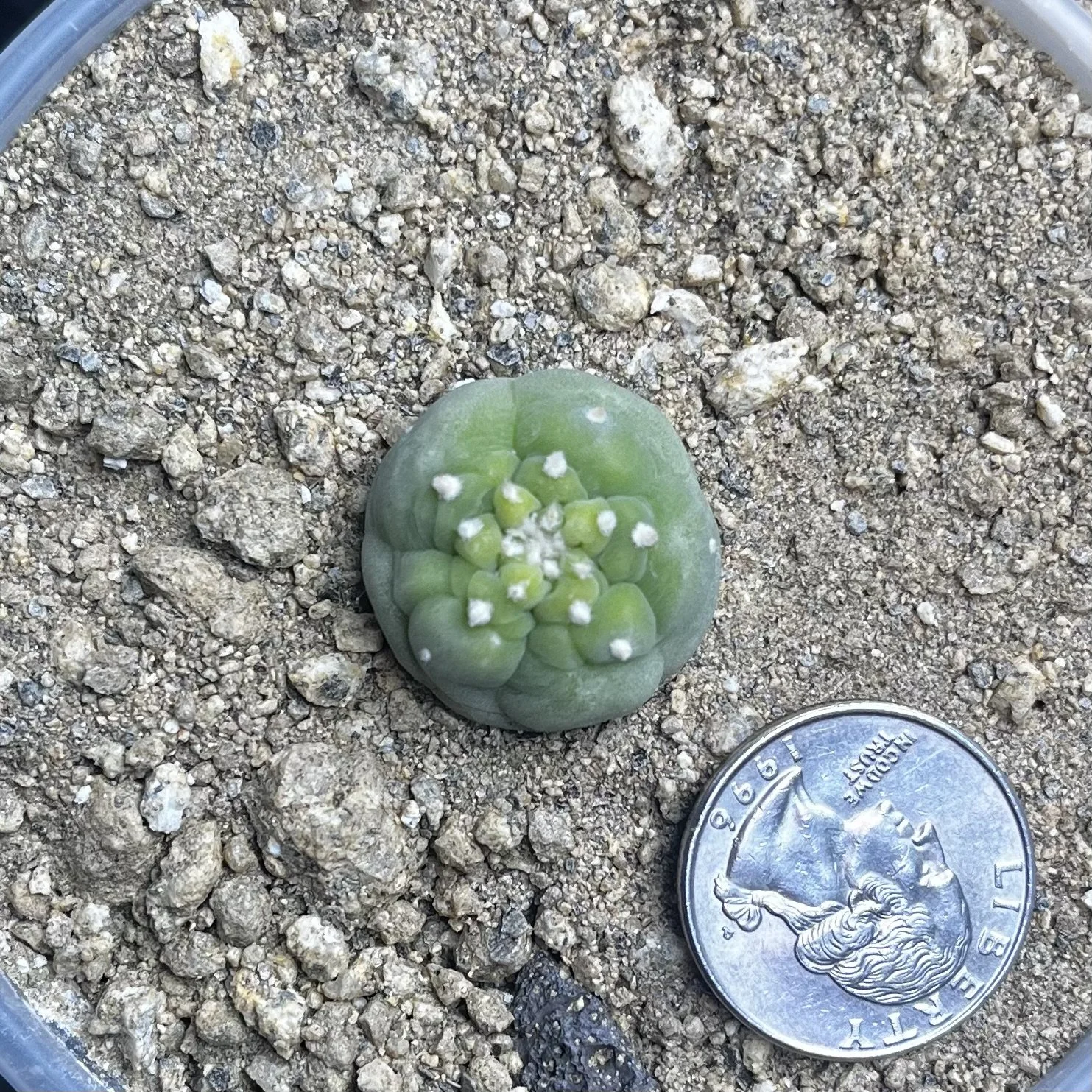 AAA Lophophora