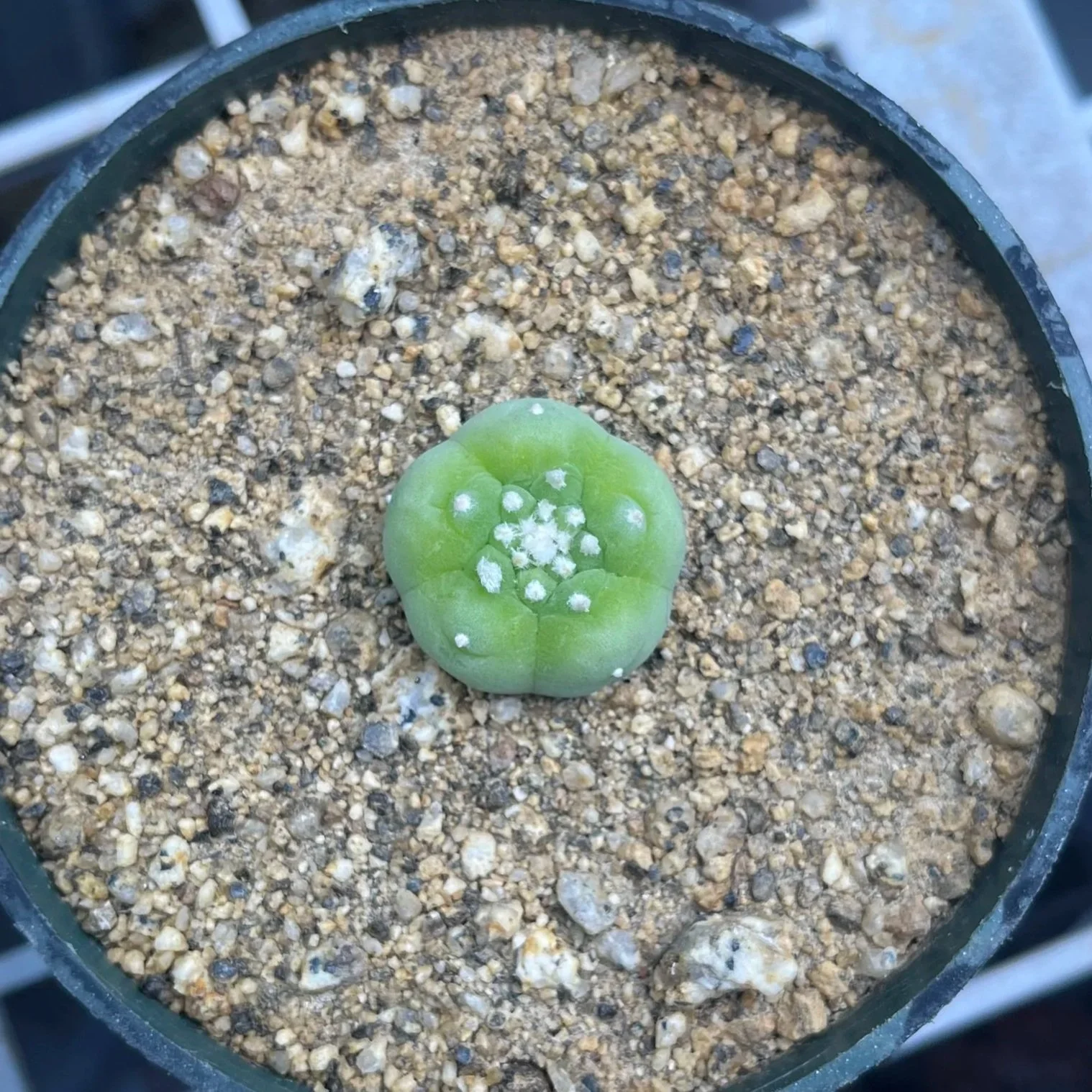 AAA Lophophora