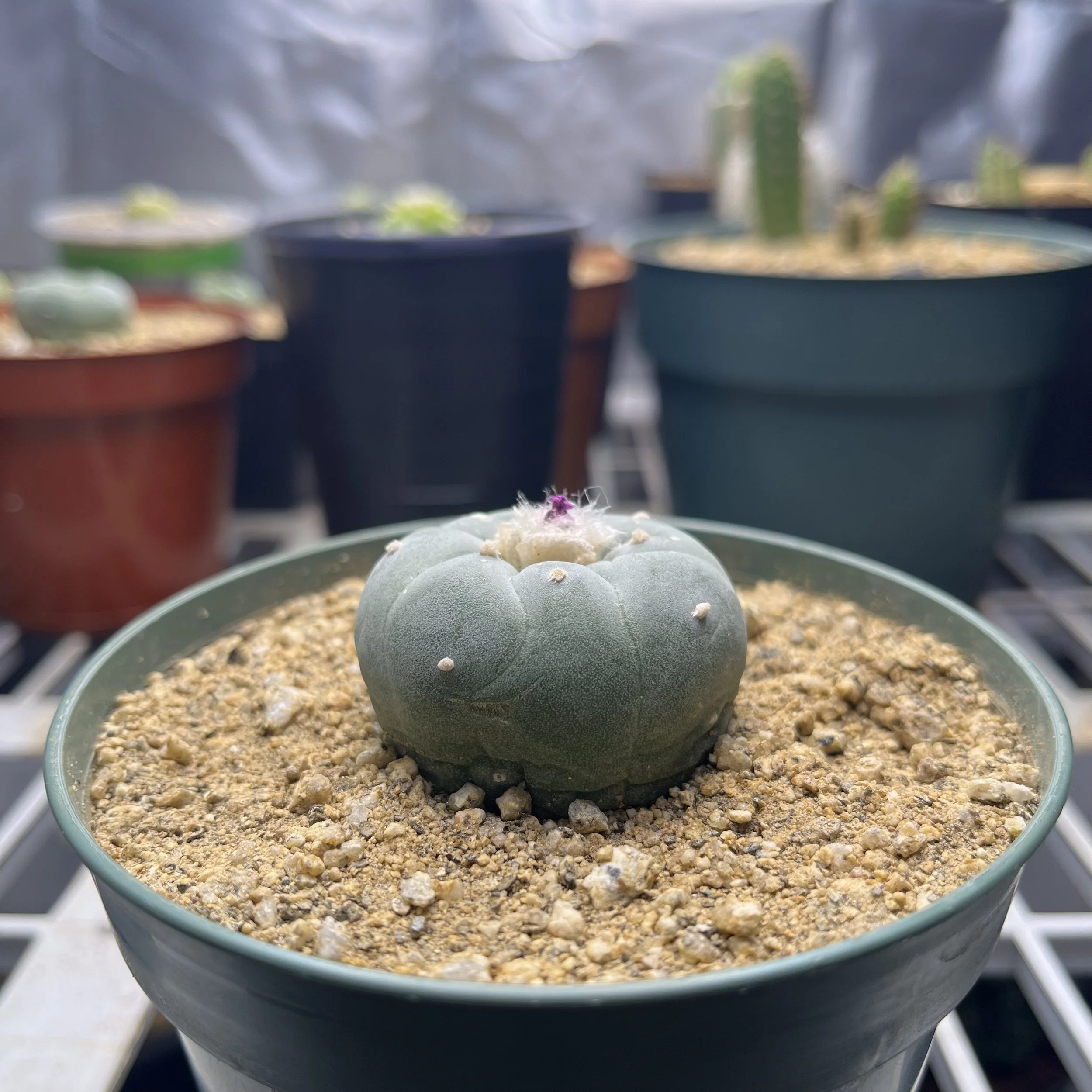 Close-up of a round, green cactus with white, fuzzy spots on a sandy potting mix, indoors with other potted cacti in the background.