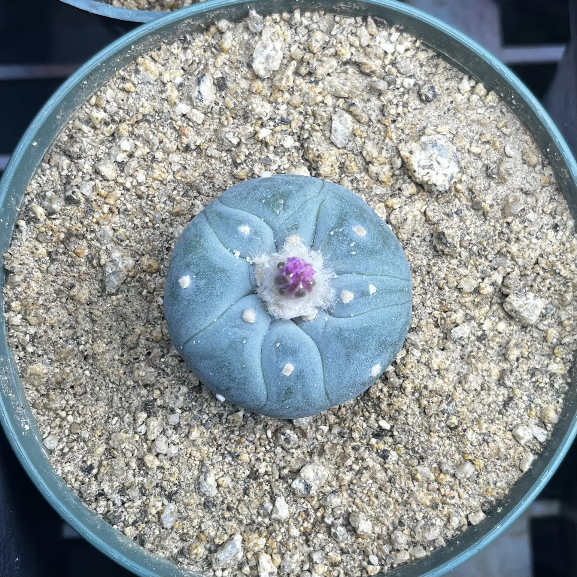 A round, blue-green cactus with a small pink flower on top, planted in sandy soil inside a clear pot.