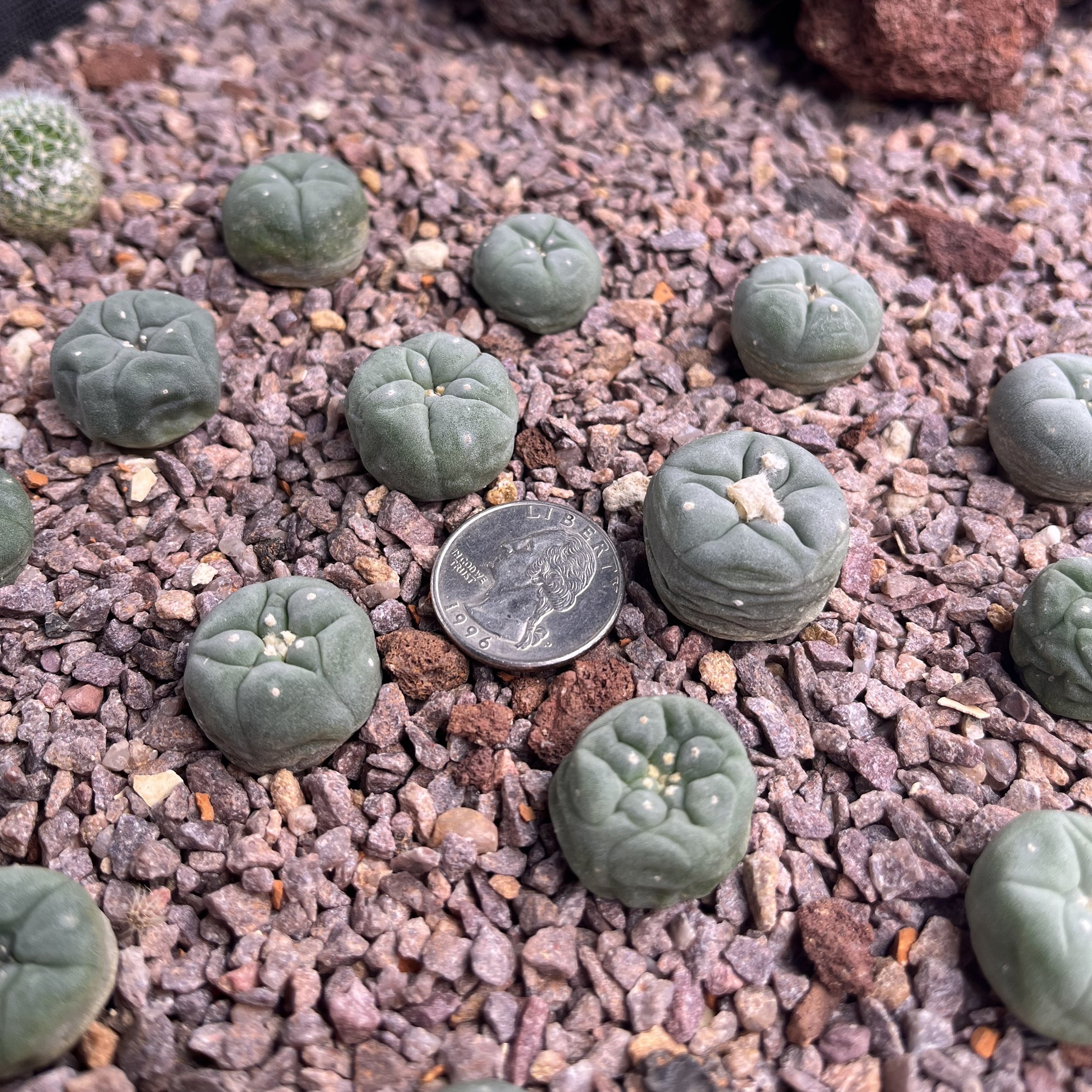 3pc. Juvenile Lophophora Fricii