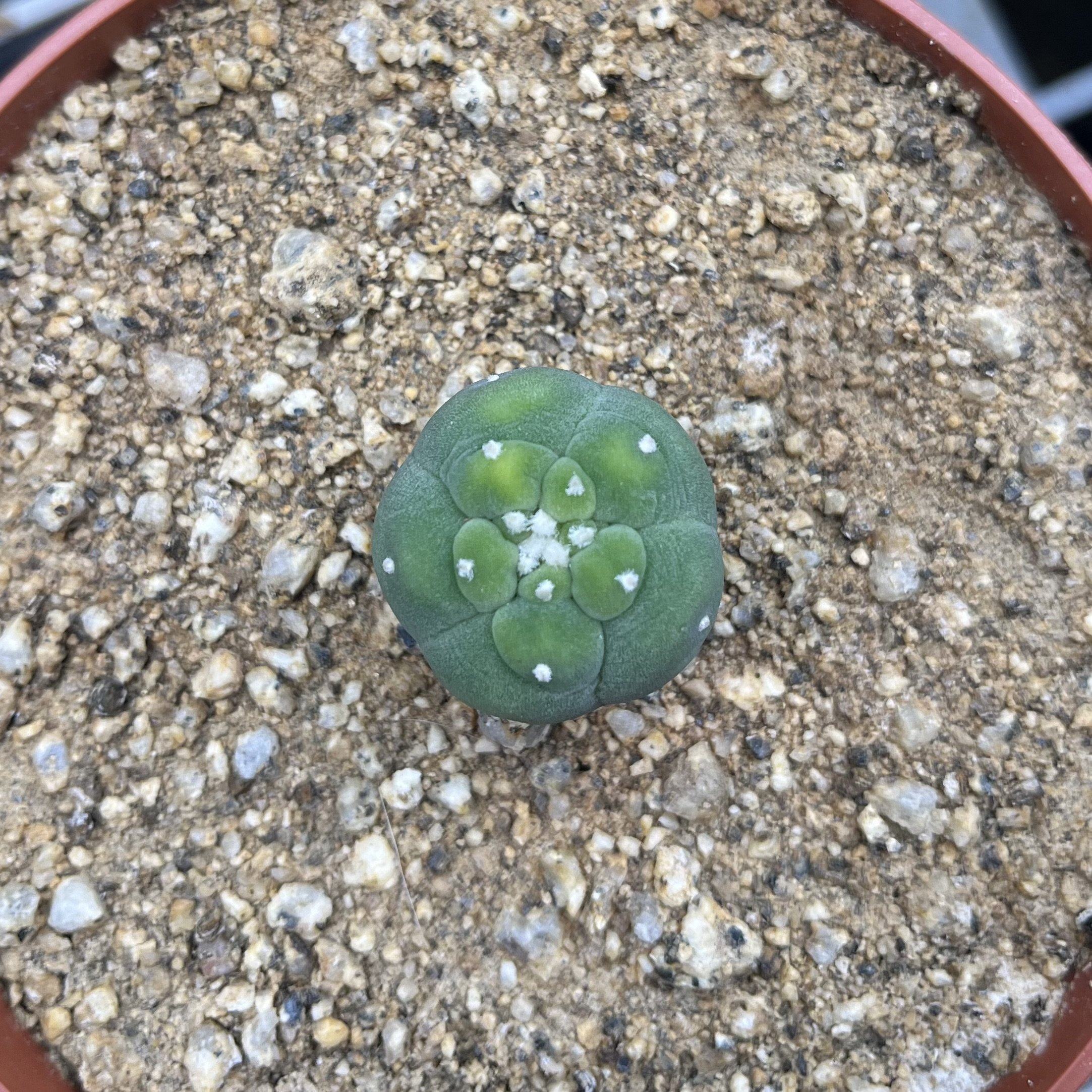BBB Lophophora