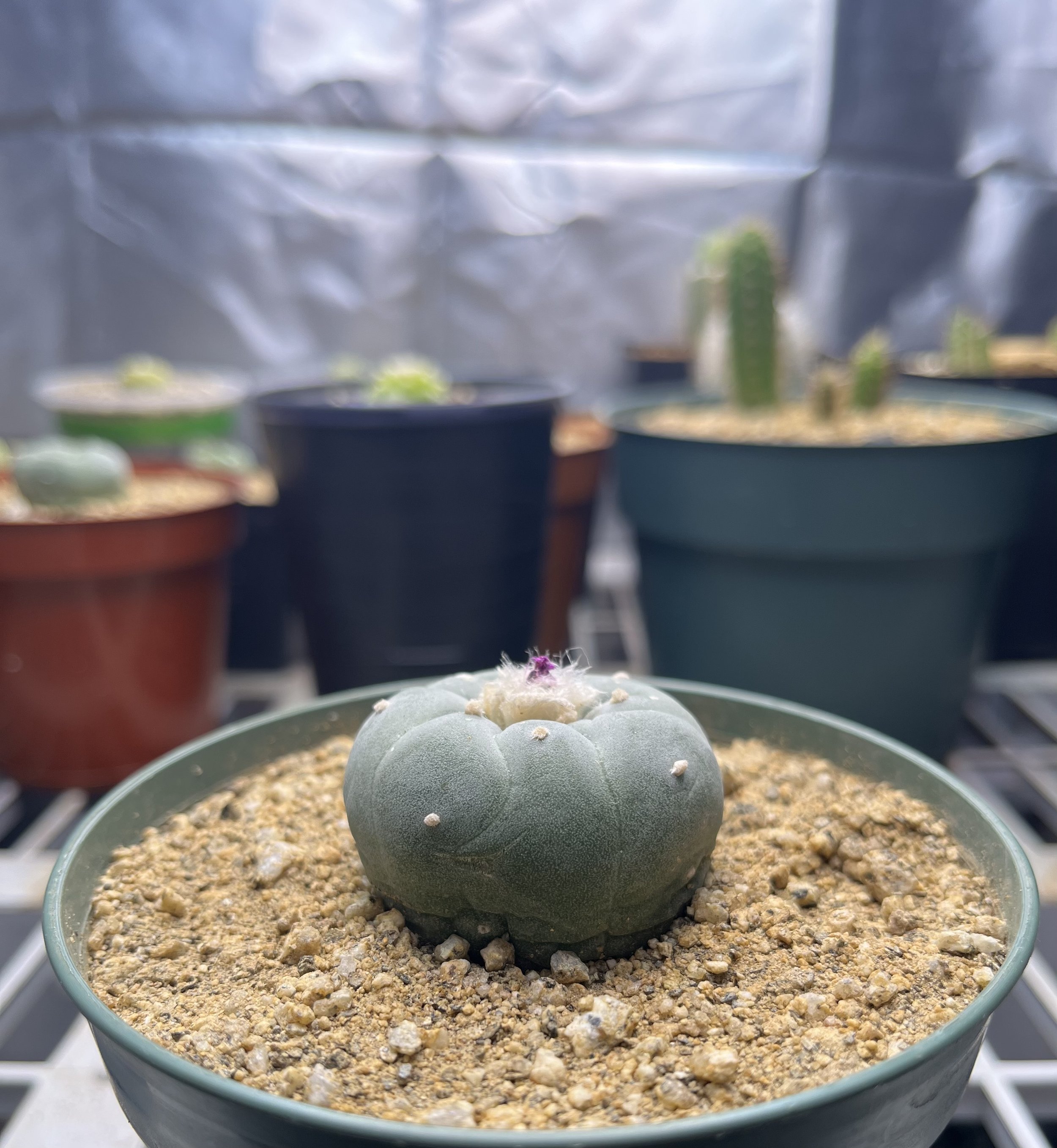 A potted cactus with a rounded, gray-green body and small white dots in a gravelly soil, with several other cacti in pots in the background.