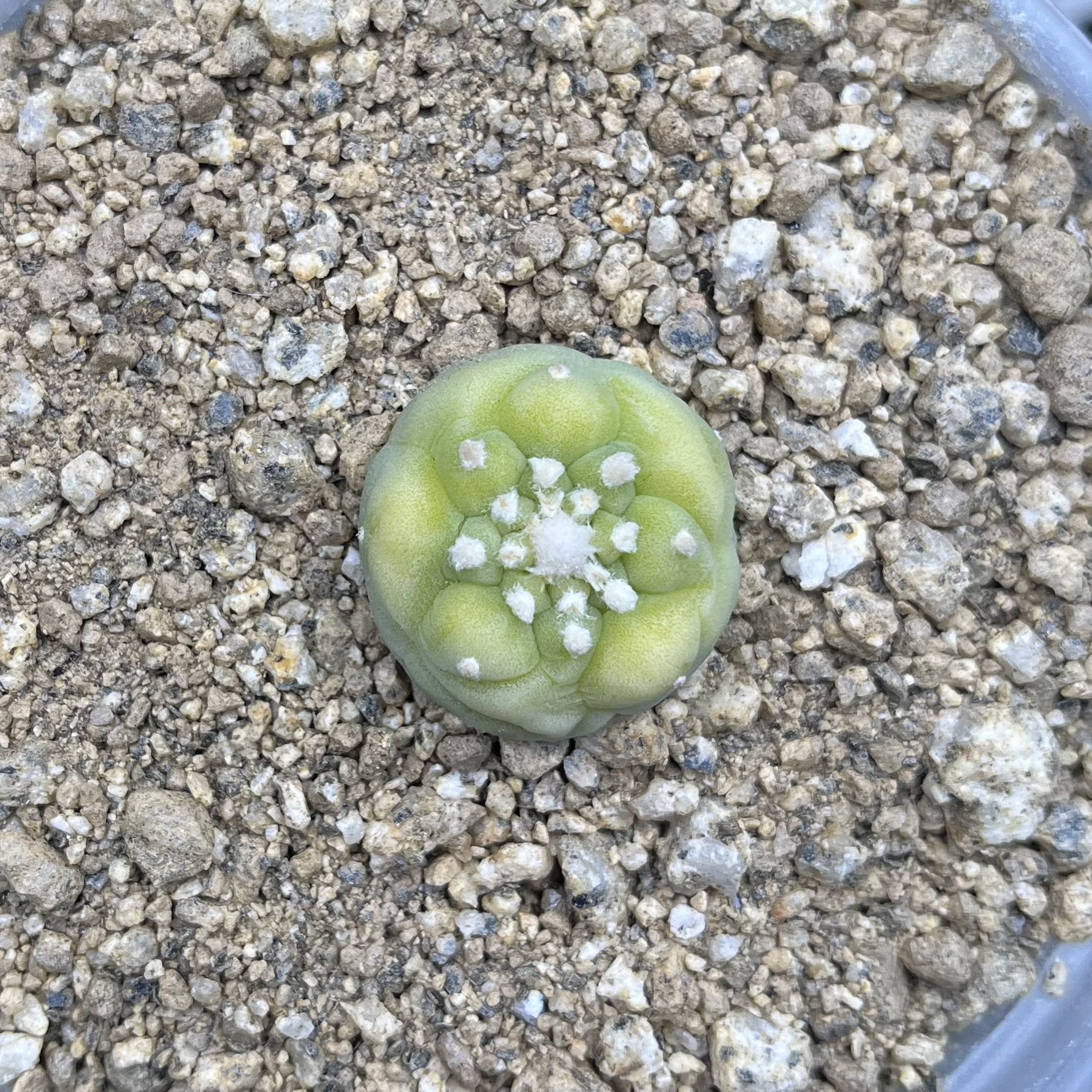 A Lophophora