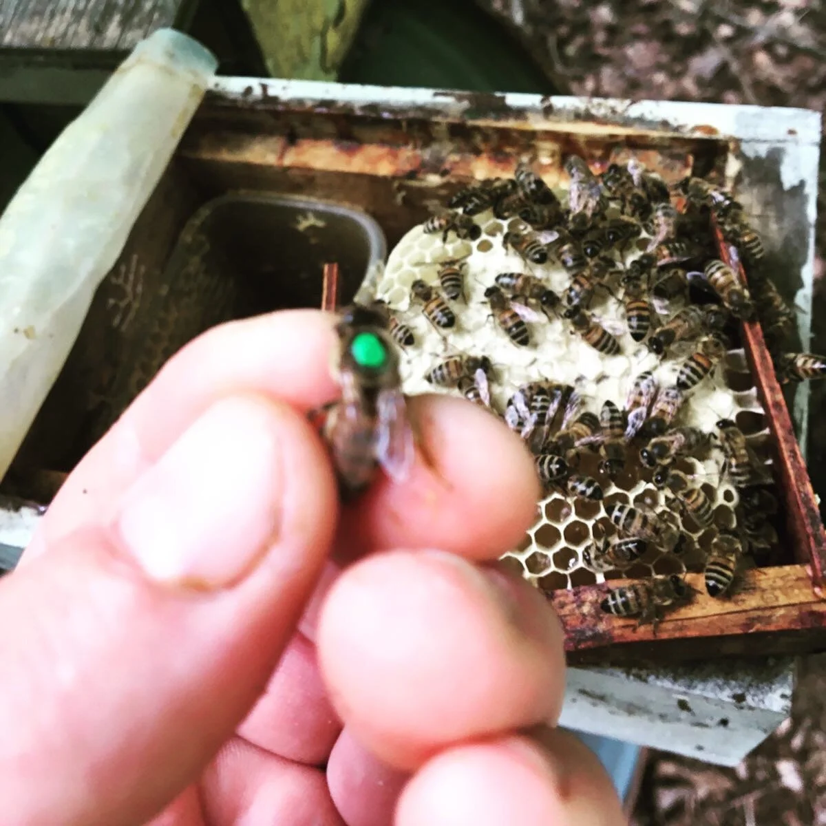 Nucleus Colonies and Queens 