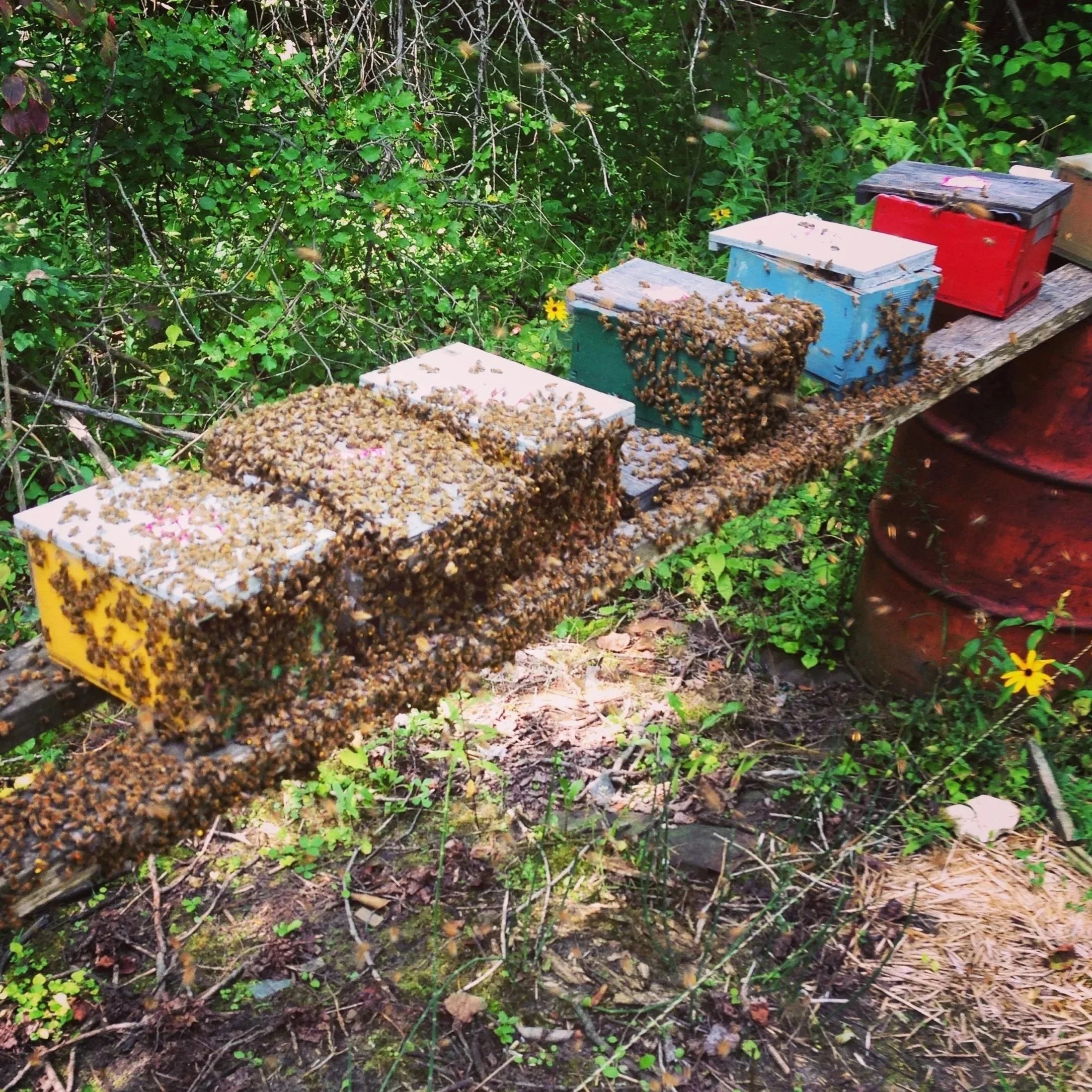 Multiple colorful beehives covered in bees are situated on a wooden platform in a natural outdoor environment surrounded by green plants and yellow flowers.