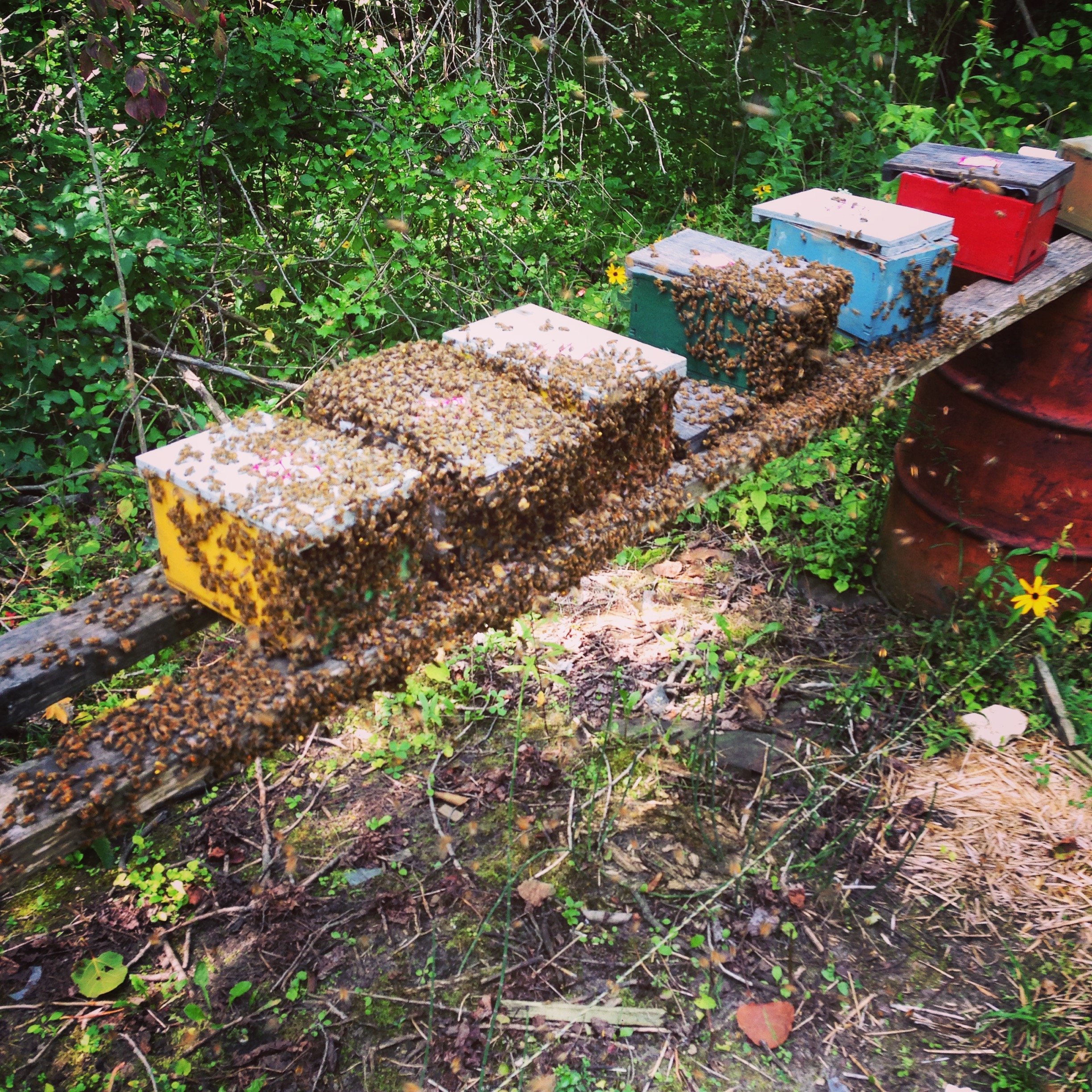 Bees on colorful wooden beehives in a garden surrounded by greenery.