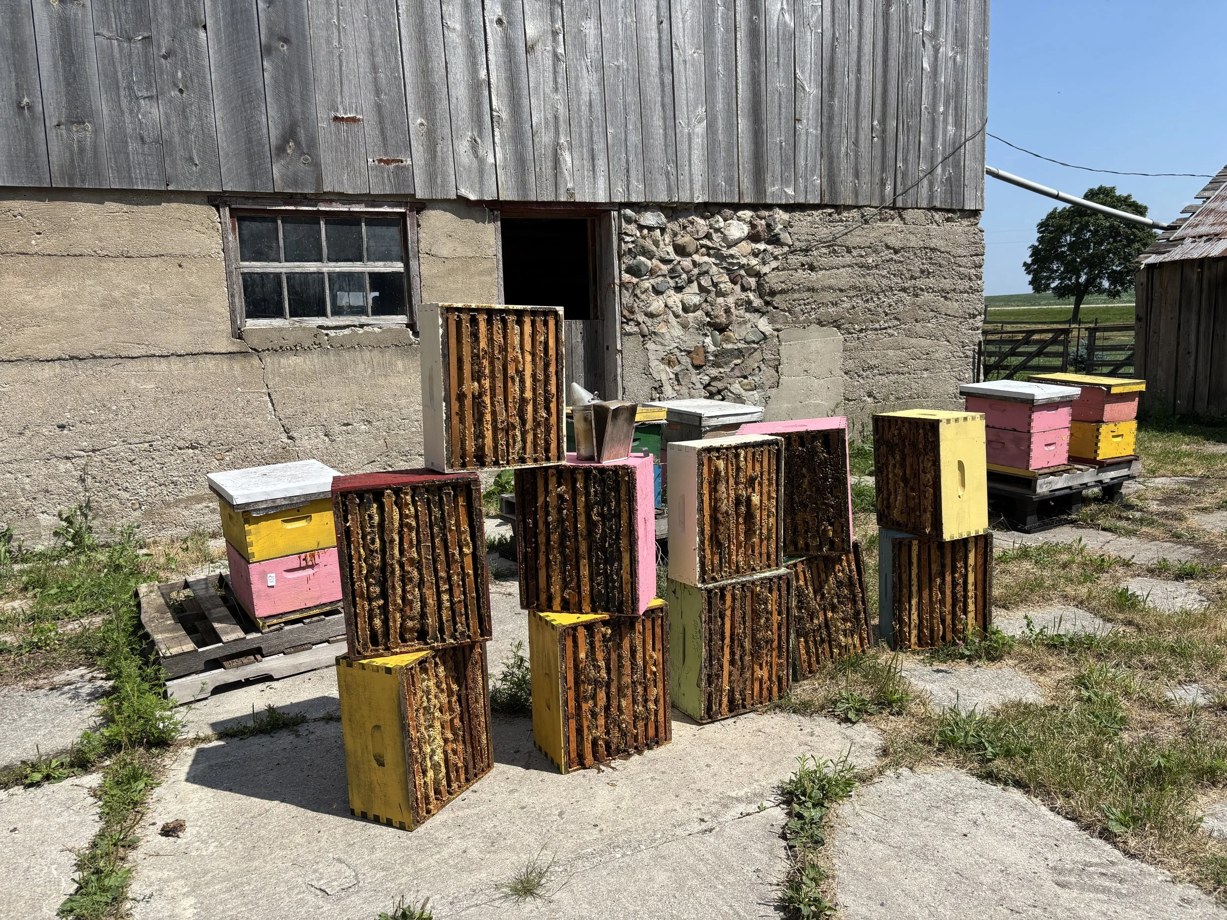 Multiple beehives in various colors and conditions outside a weathered barn on a farm