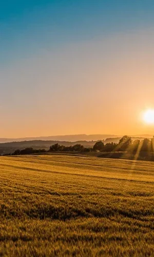 Sunset over a grassy field with rolling hills and trees in the distance.