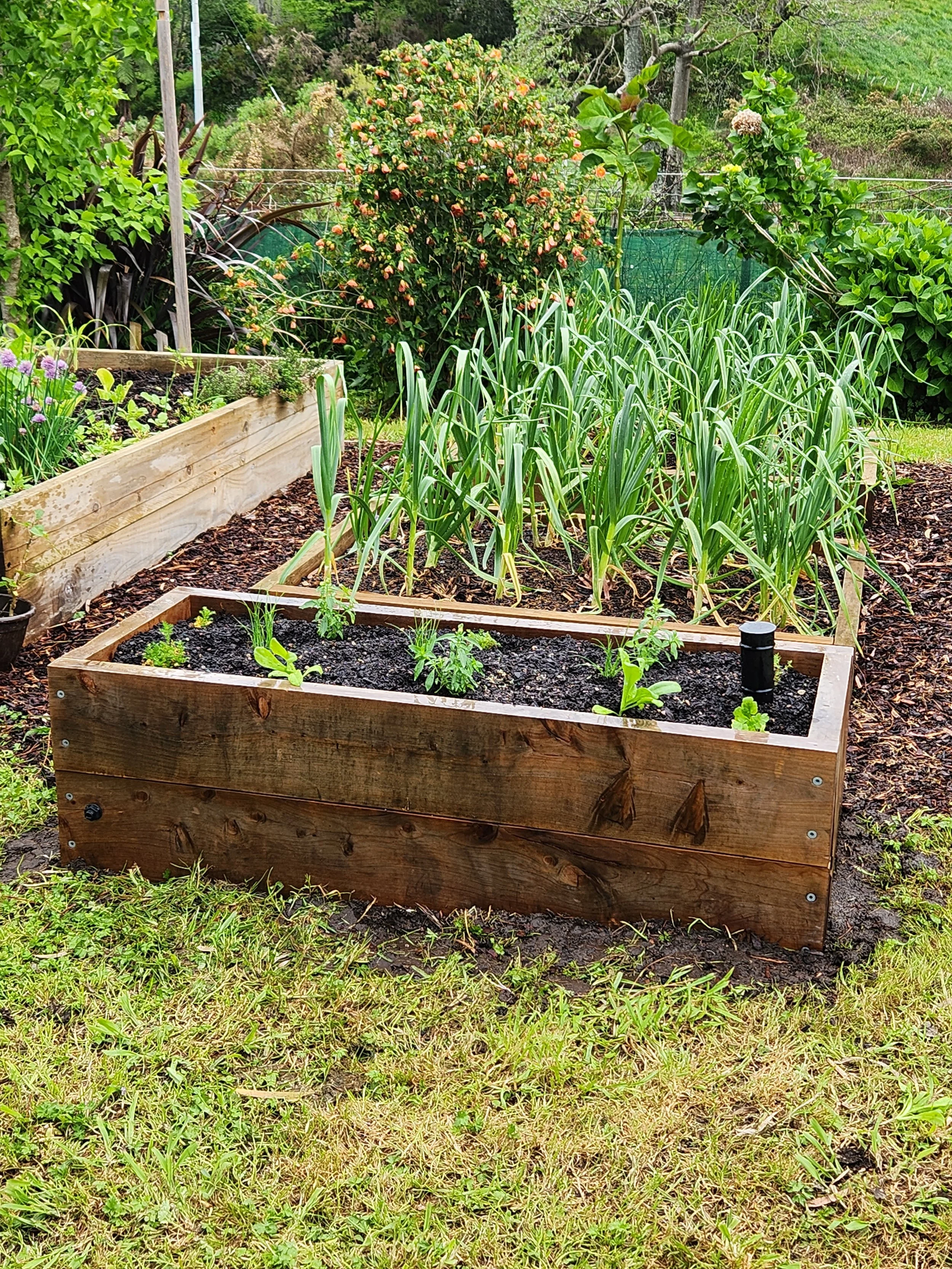 A backyard garden with a raised wooden plant bed containing green onion and other small seedlings, with a larger garden area behind featuring various plants, flowers, and trees.