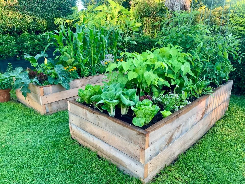 Two wooden raised garden beds filled with various green vegetables and plants, situated on a grassy lawn with trees and bushes in the background.