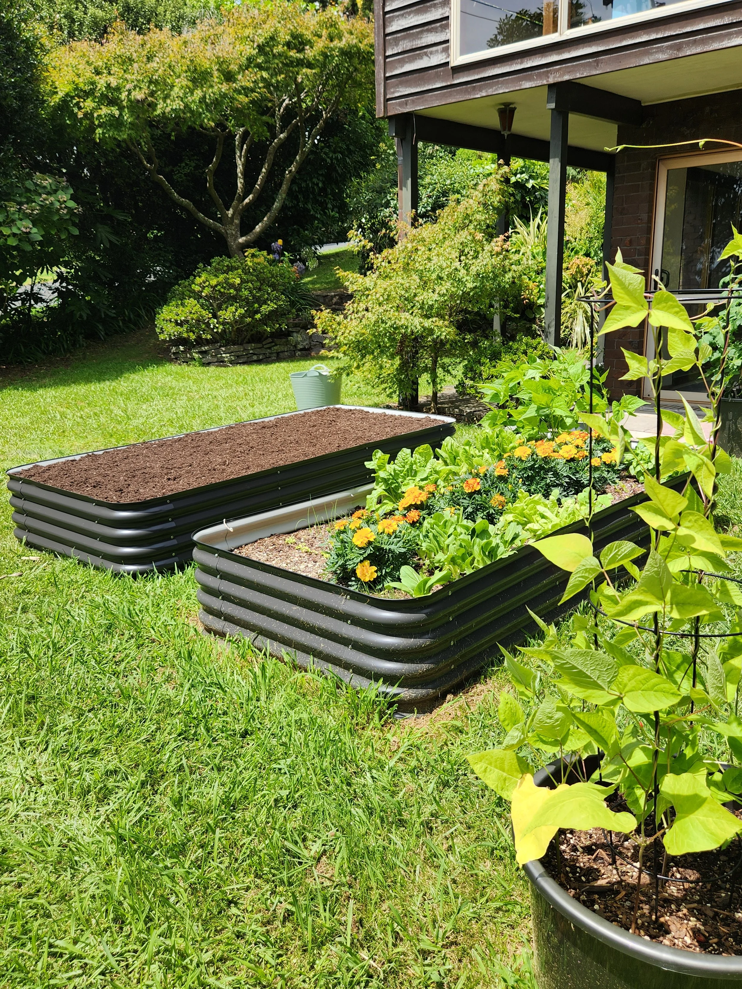 Raised garden beds with soil and plants in a backyard, lush green trees and plants in the background.