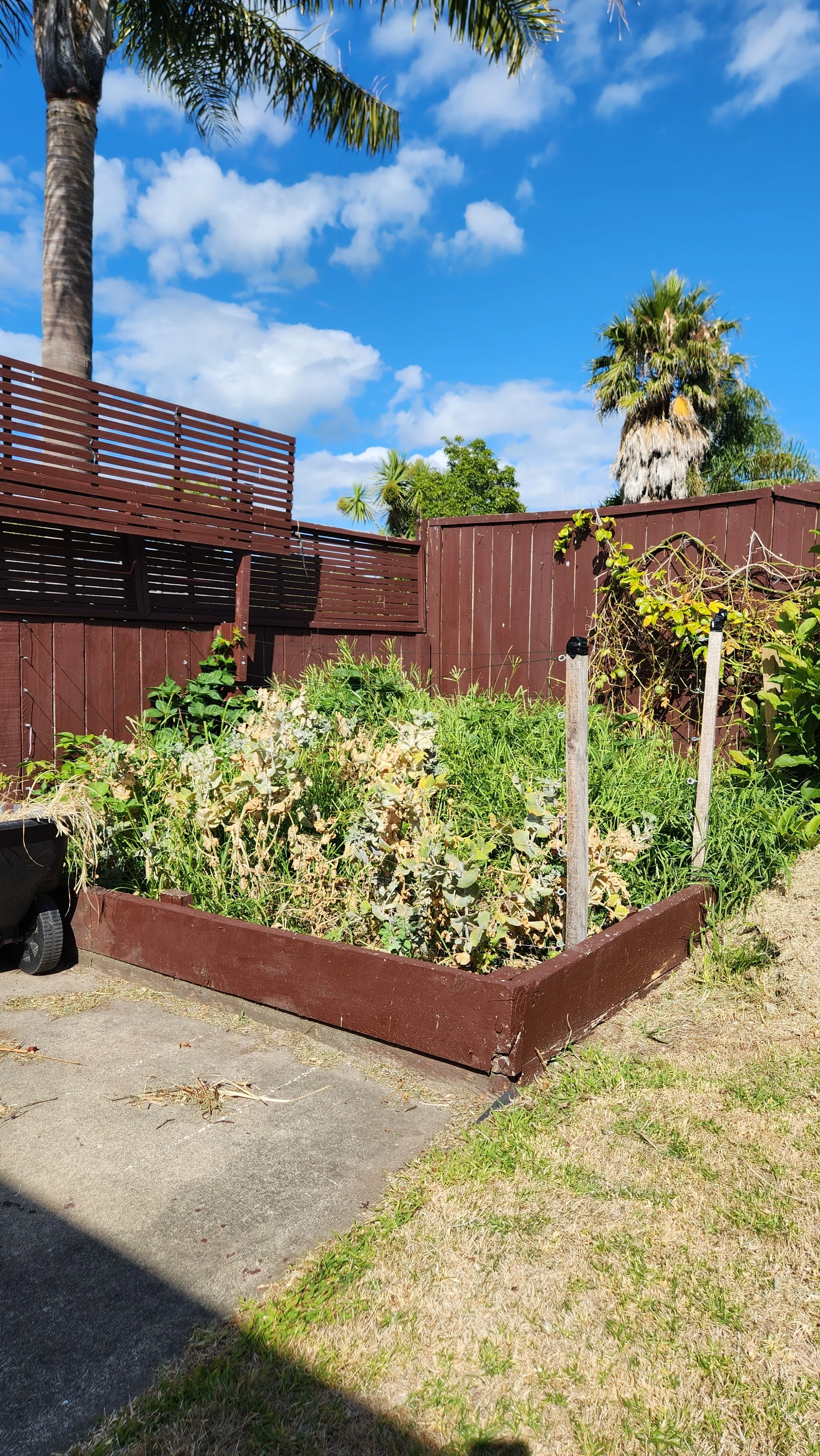 A backyard garden with various plants, surrounded by a wooden fence painted brown, under a blue sky with white clouds and palm trees.