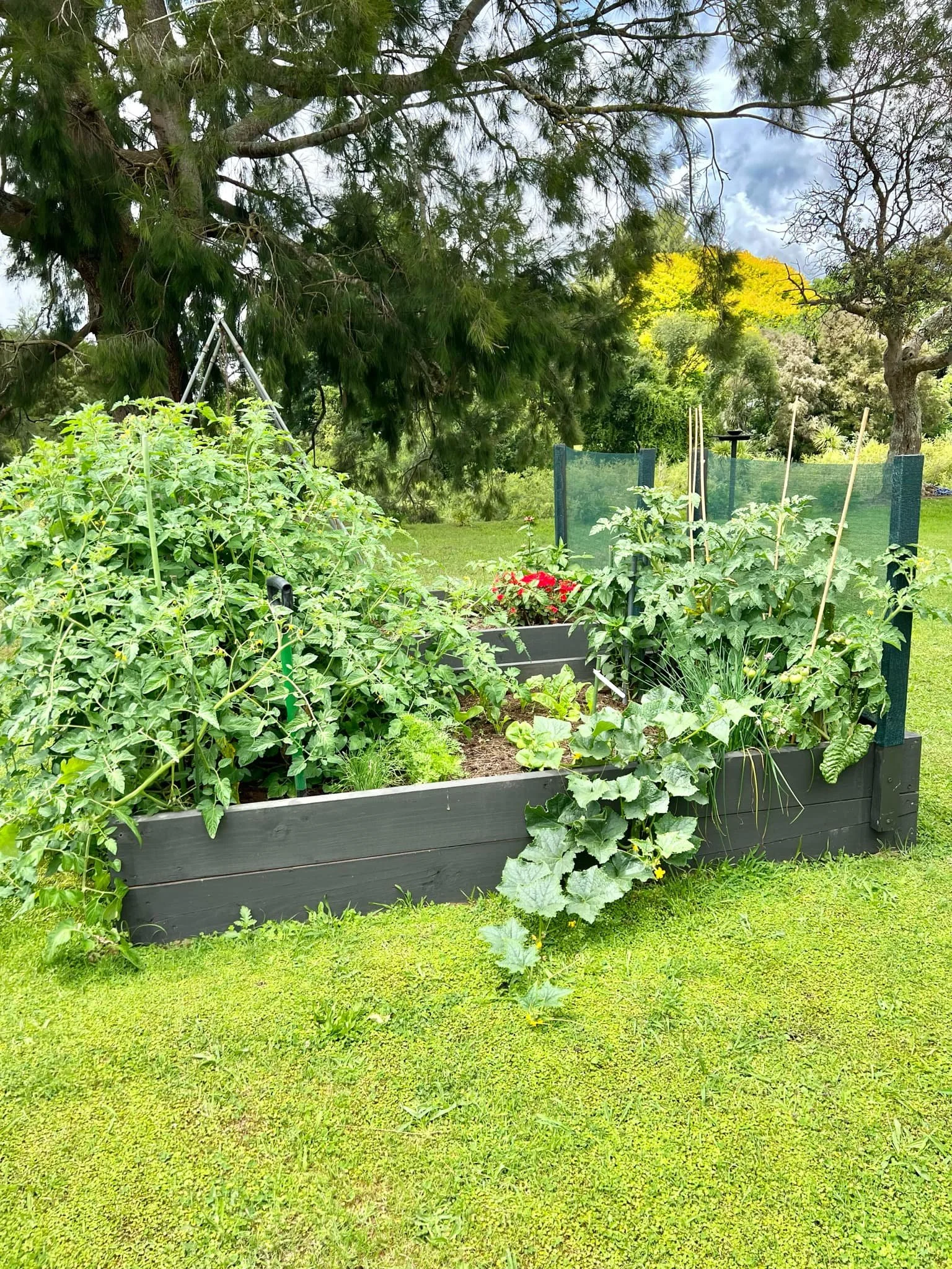 Raised garden bed filled with various green plants and vegetables, situated on a grassy lawn with trees and a cloudy sky in the background.