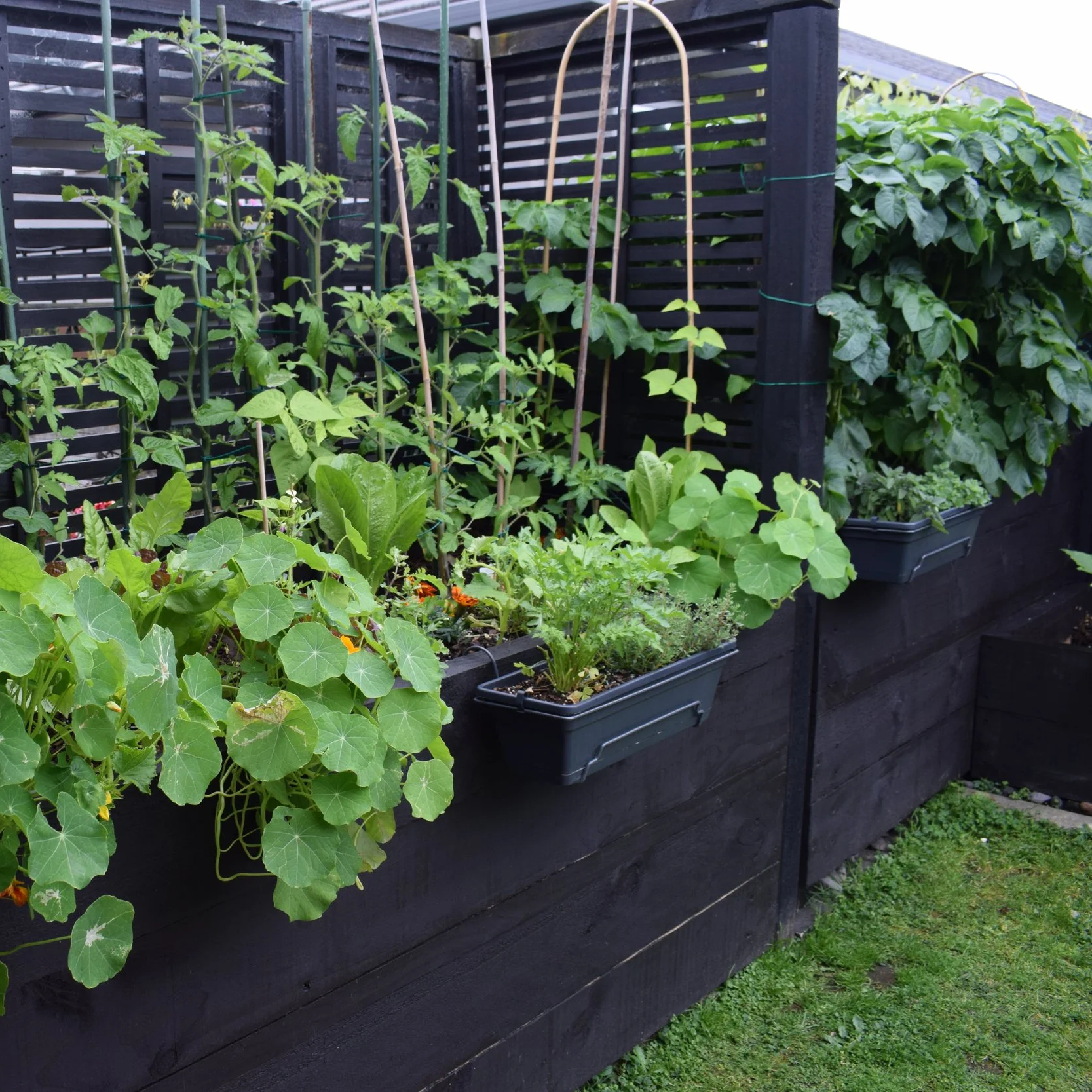 A garden with a variety of green plants in black rectangular planters attached to a black wooden fence. The plants include vine-like species supported by bamboo stakes, and leafy plants, with some flowers visible. The garden is situated on a small grassy area.
