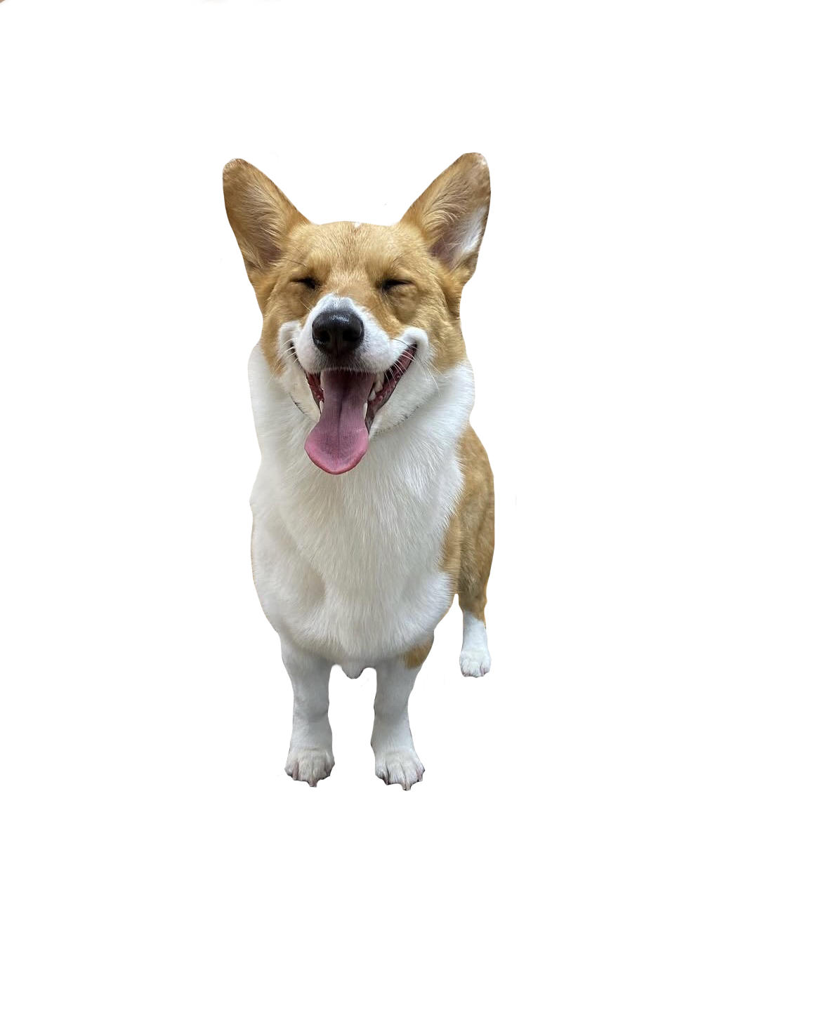 A happy, smiling dog with a tan and white coat, standing on a transparent background.