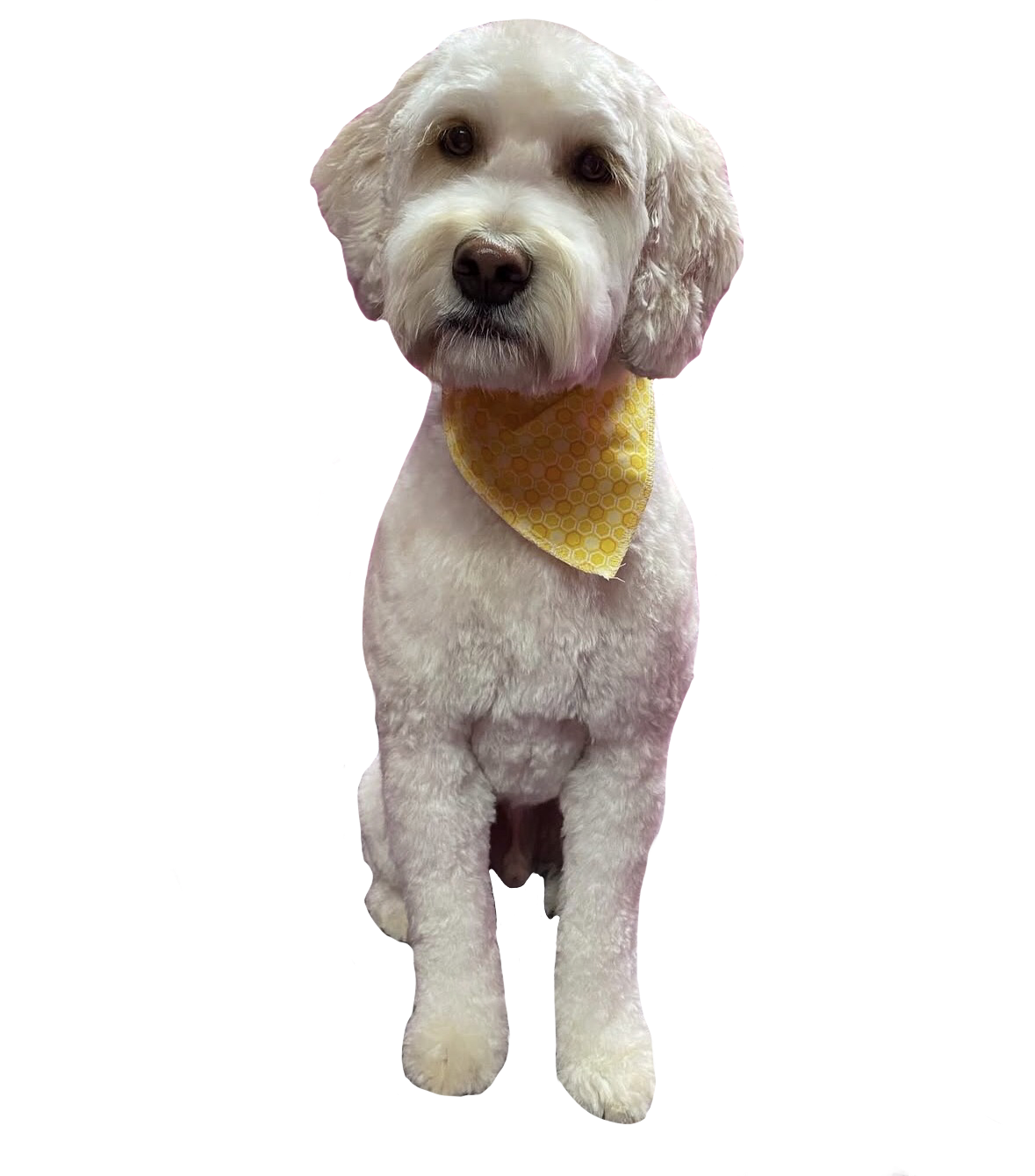 A white dog with curly fur wearing a yellow bandana with a honeycomb pattern.