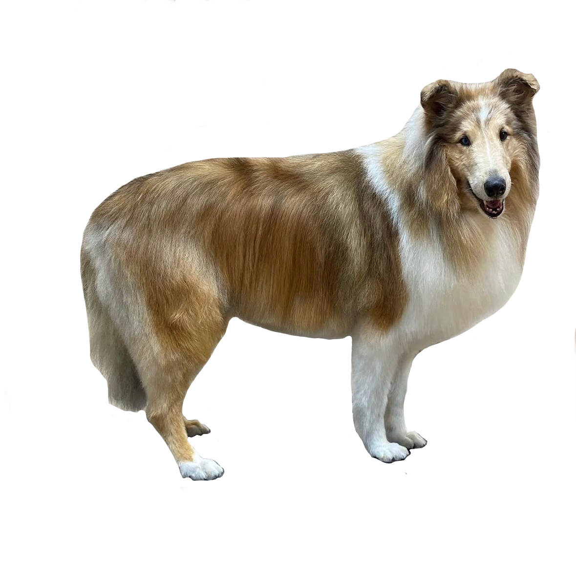 A dog with features of both a collie and a Shetland sheepdog, standing on a gray surface.