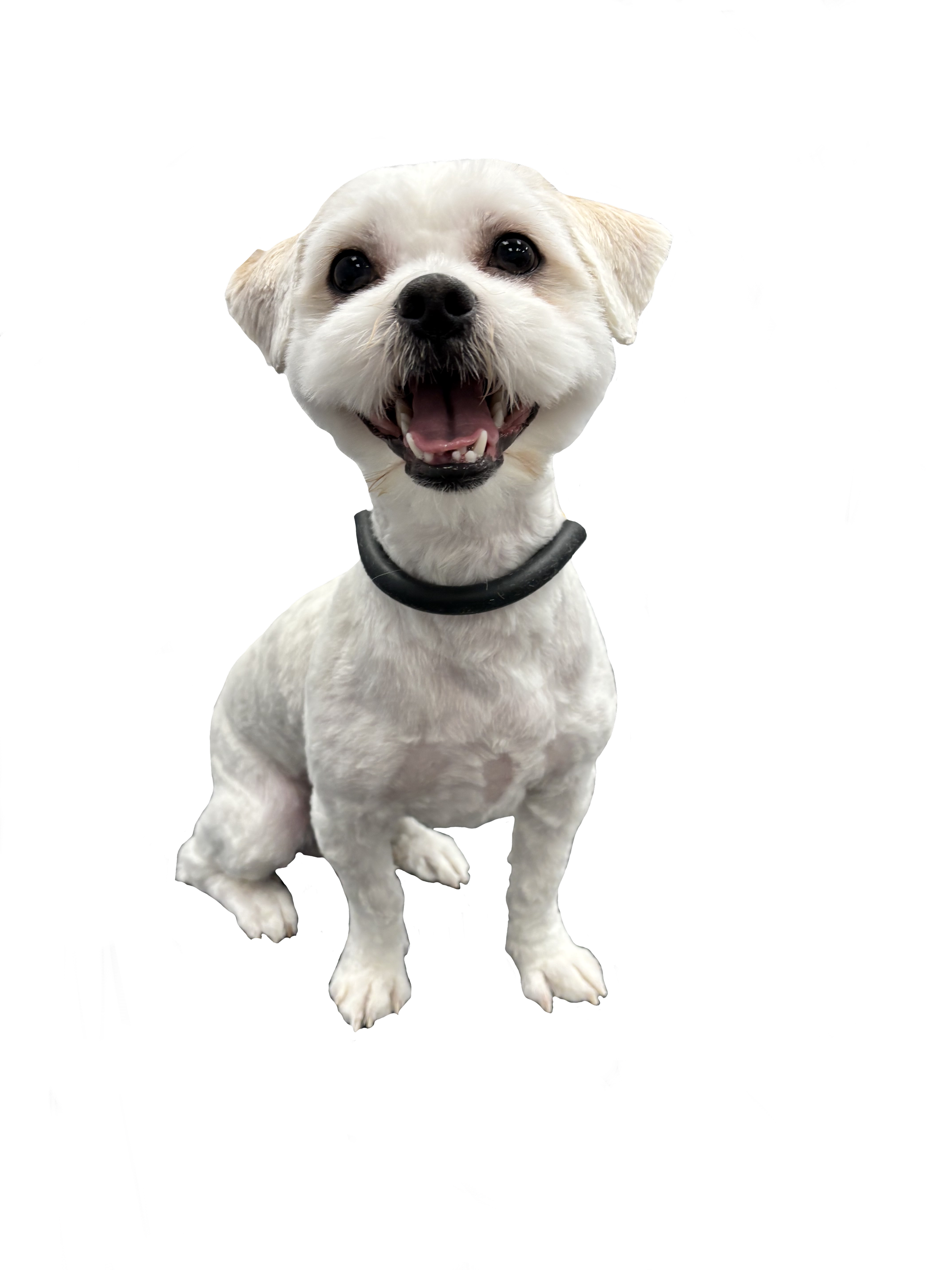 A happy small white dog sitting and looking at the camera with an open mouth, showing its teeth and tongue, wearing a black collar.