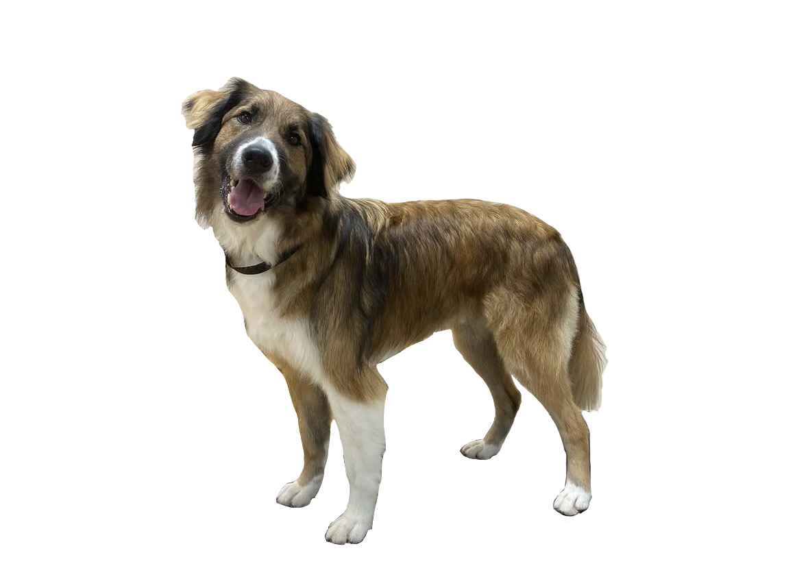 A happy Australian Shepherd dog with a brown, white, and black coat standing on a white background.