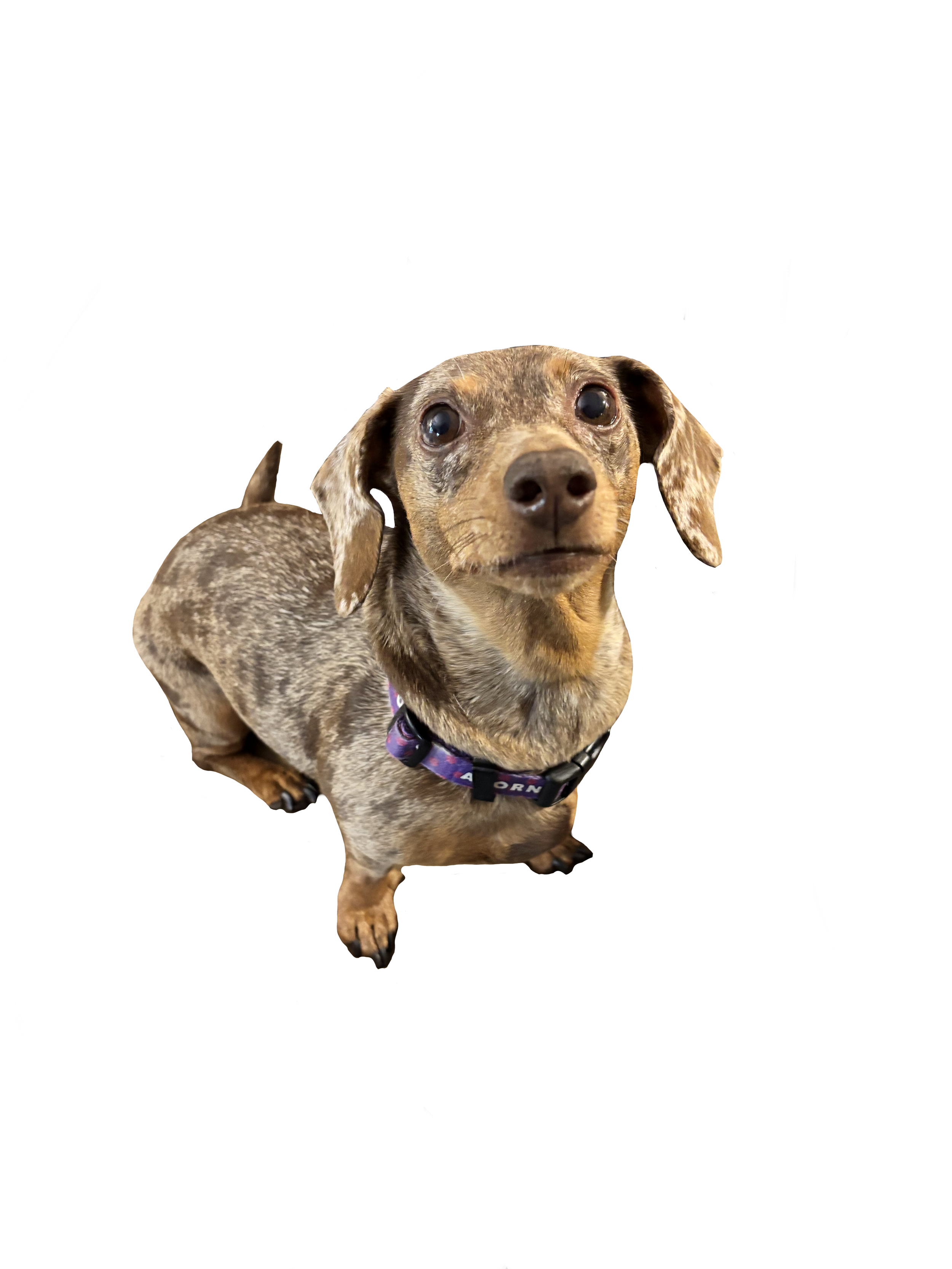 A small brown and tan dachshund dog looking directly at the camera with a curious expression, wearing a purple collar with a tag.