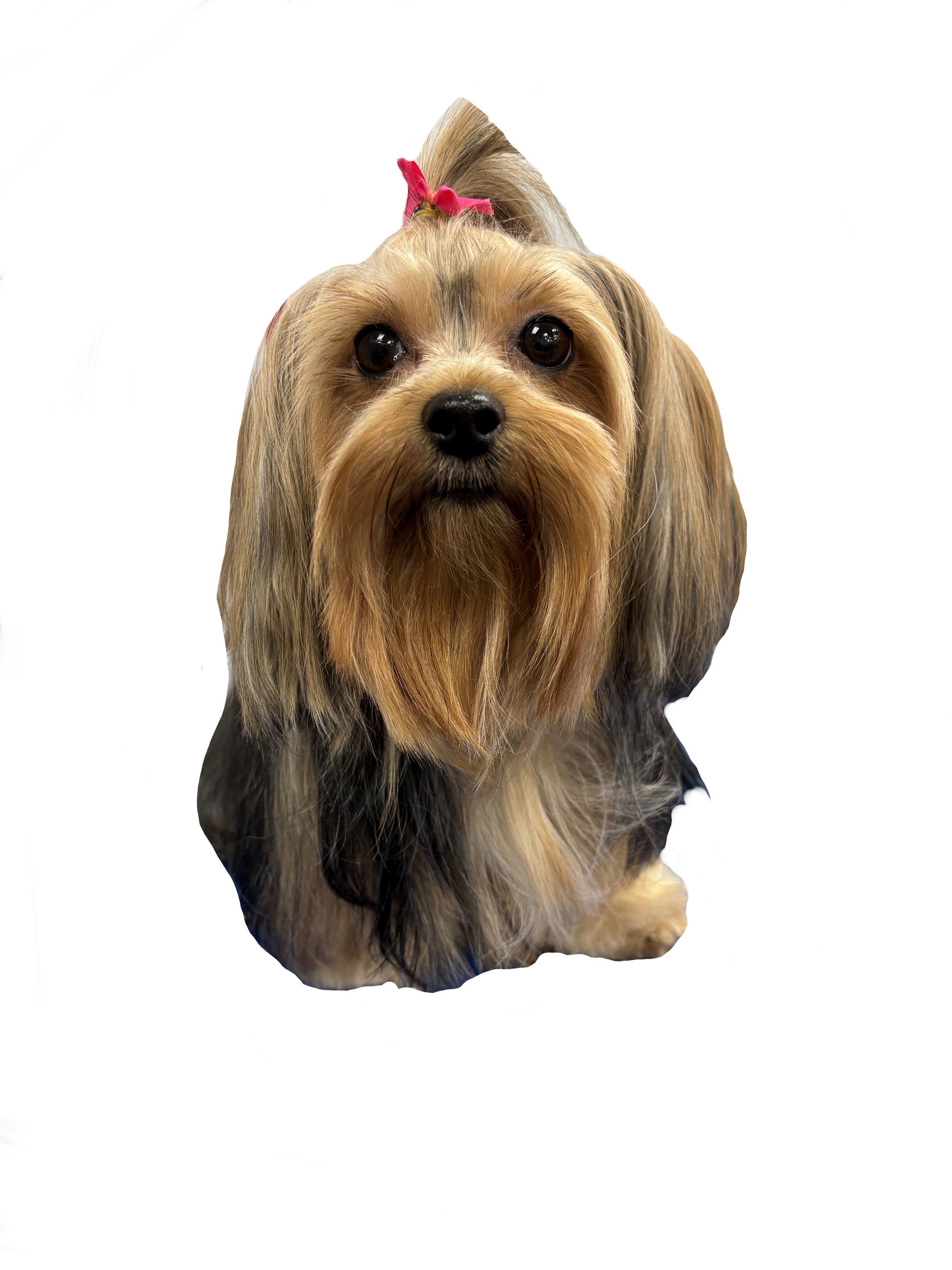 A cute Yorkshire Terrier dog with long, silky fur and a pink bow on top of its head, looking directly at the camera.