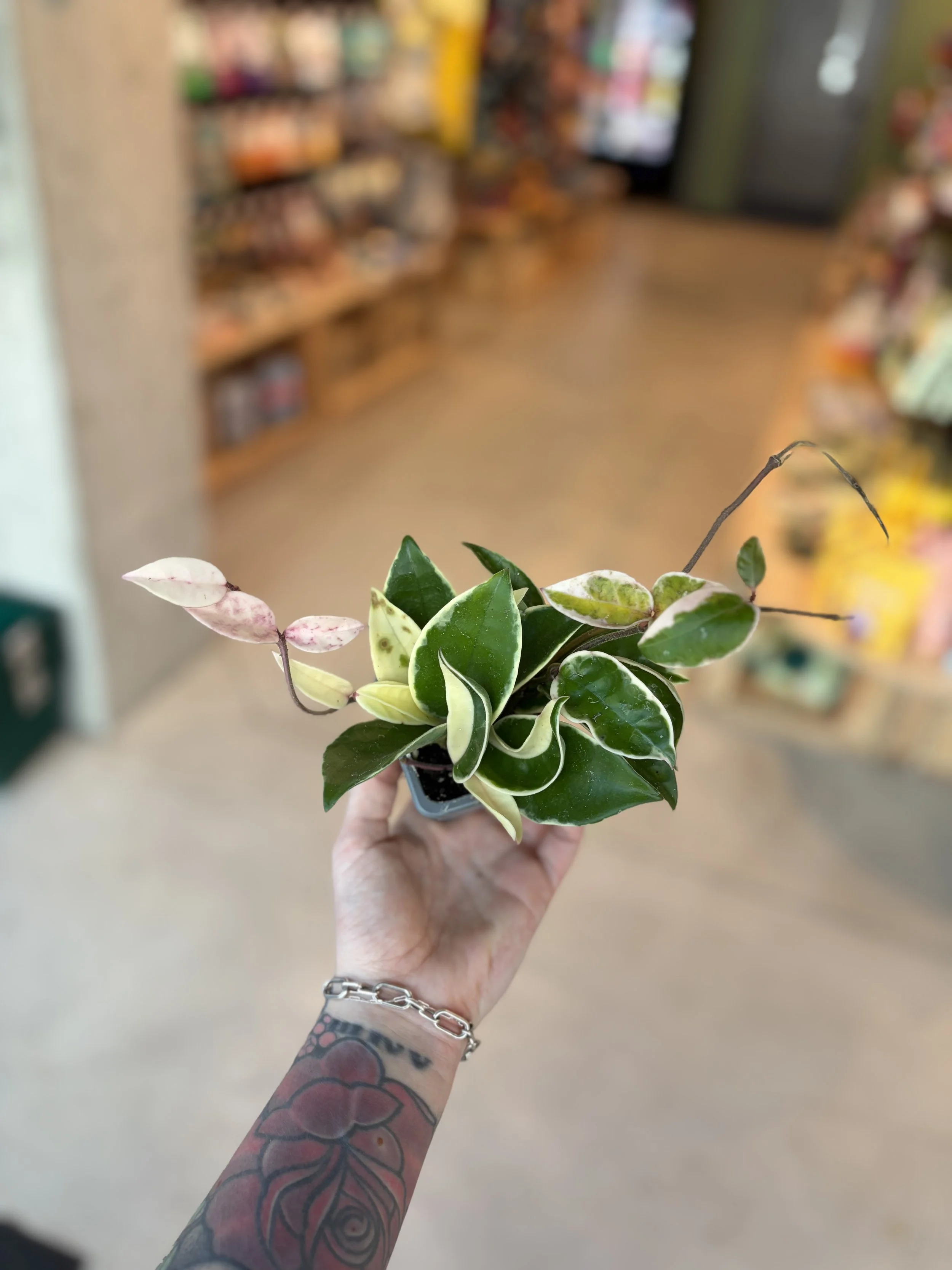 A person holding a small potted plant with variegated green and white leaves in a store aisle. The person has a tattooed arm and is wearing a silver bracelet.