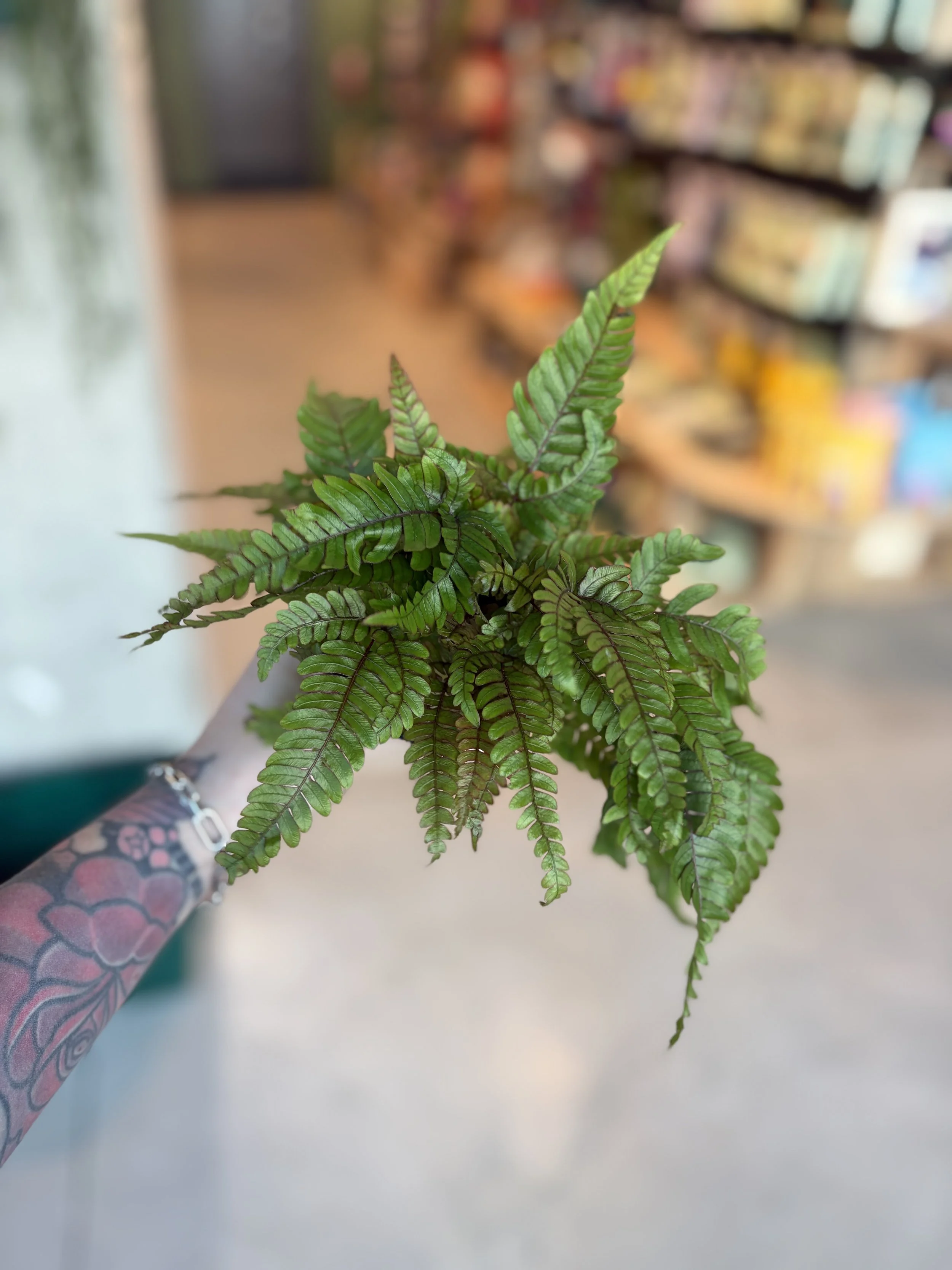 A person with a tattooed arm holding a potted green fern plant in a store. The background shows shelves with various products.