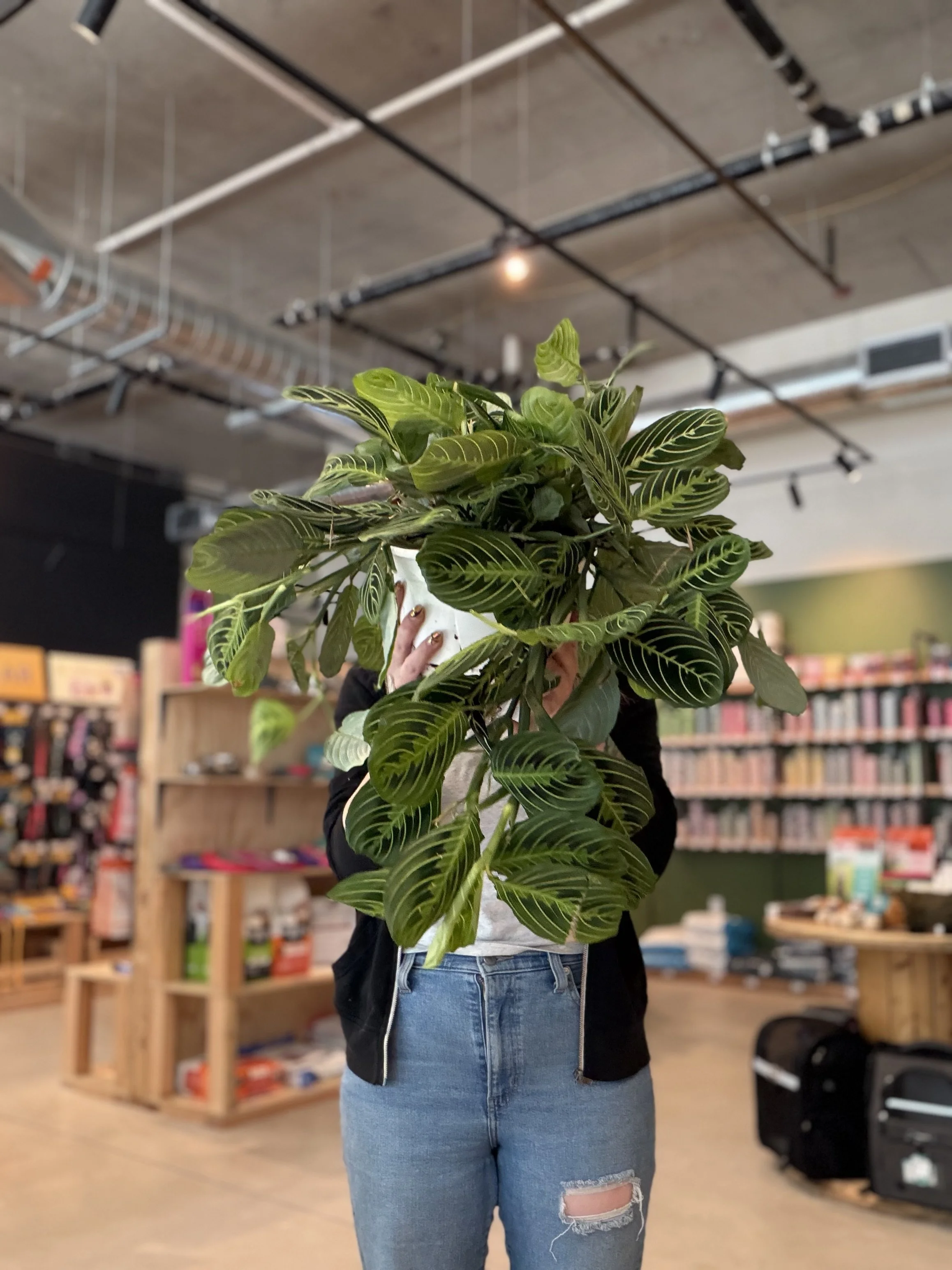 Person holding a large green potted plant in a store or warehouse with shelves and books in the background.