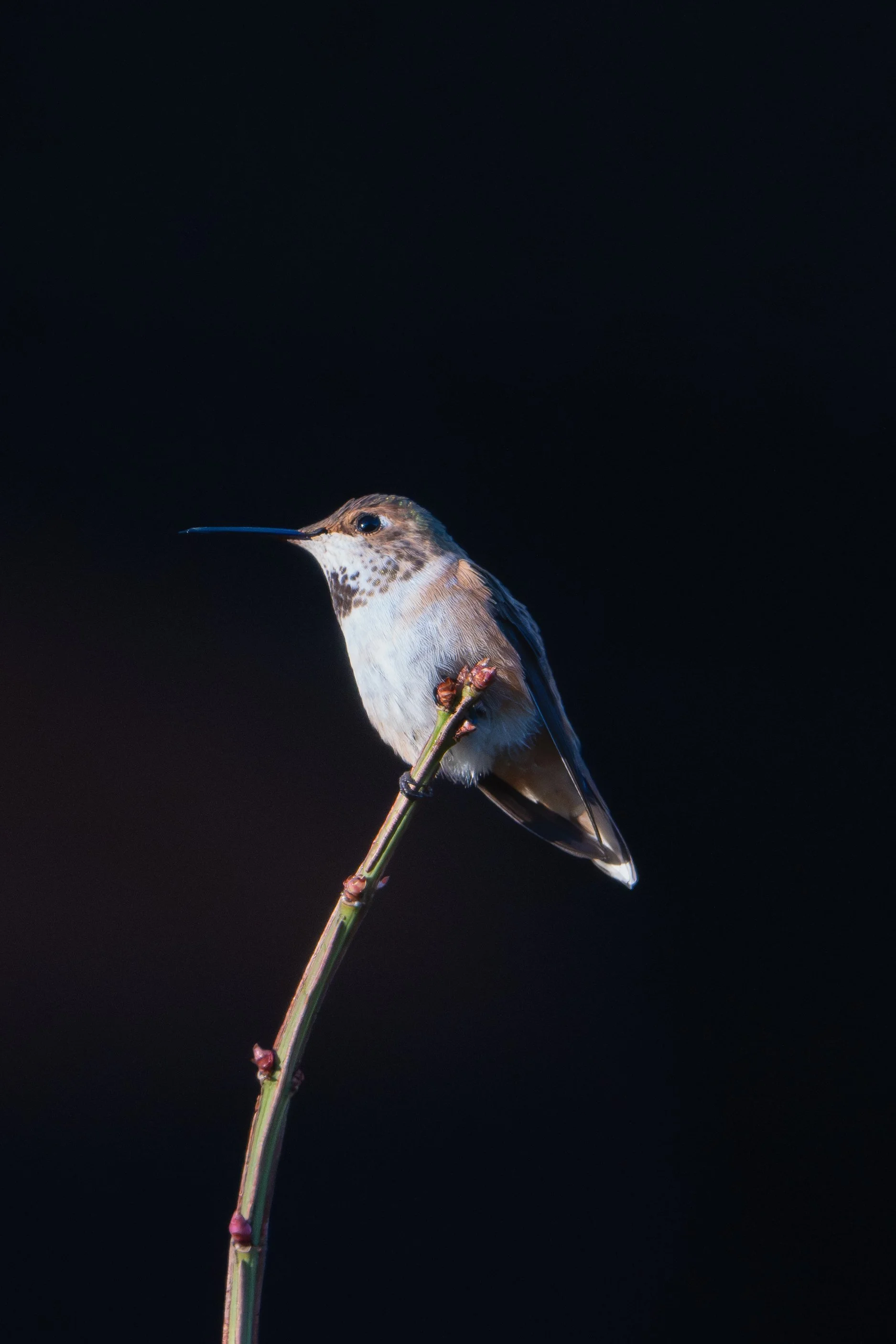 A small hummingbird perched on a thin plant stem against a dark background.