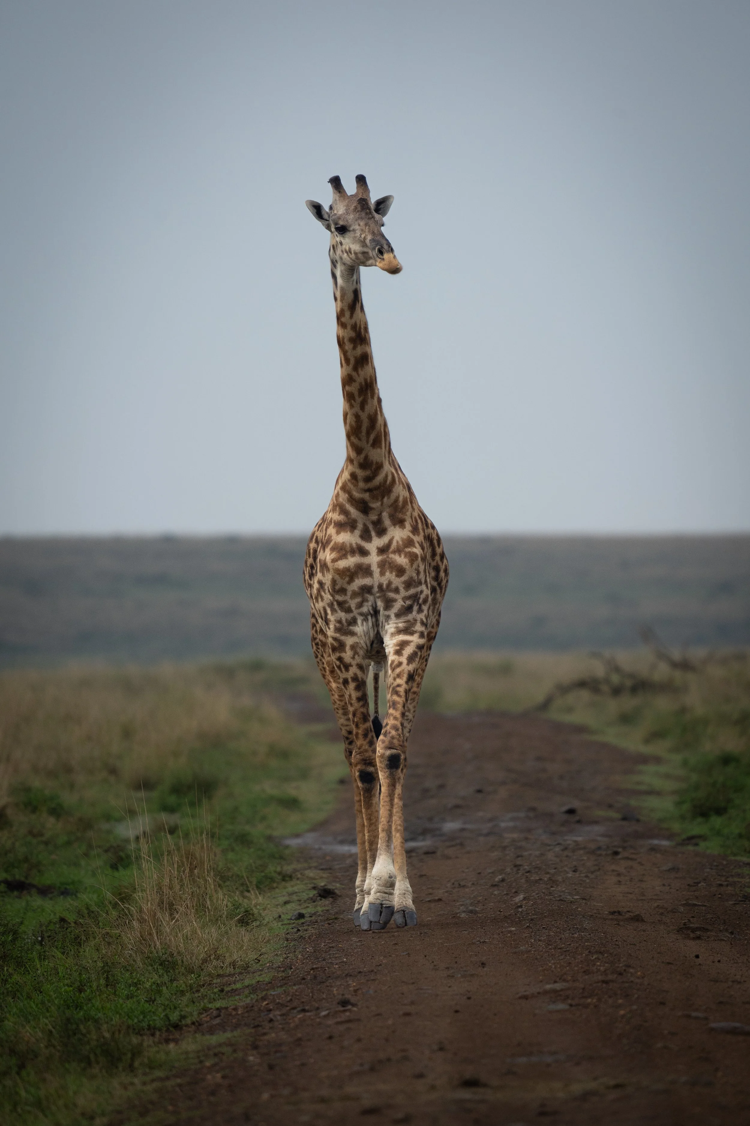 A giraffe walking down a dirt path in a grassy plain with a cloudy sky in the background.
