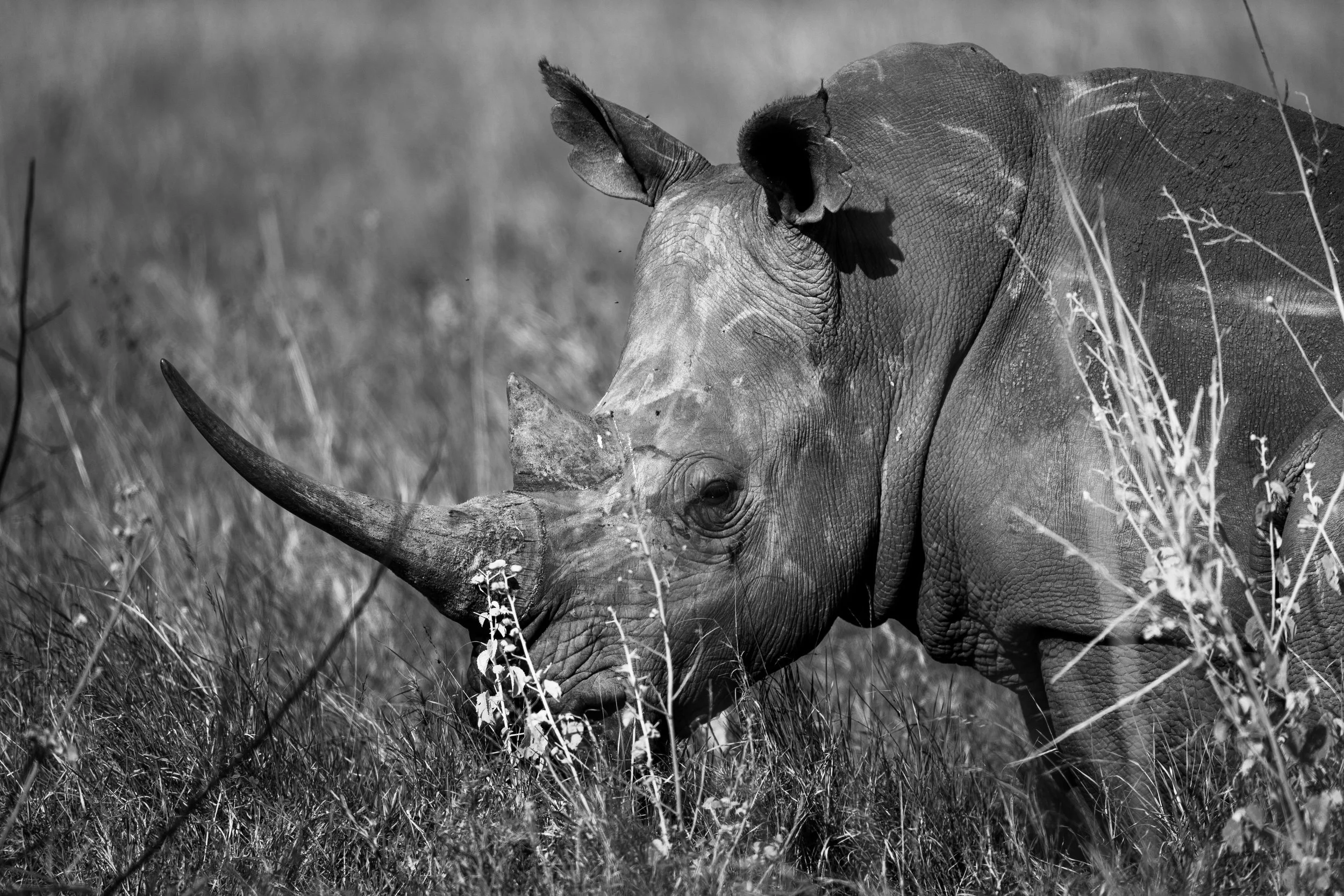 A close-up black and white photograph of an adult rhinoceros grazing on grass in a natural habitat, with its horn prominently visible and surrounded by tall grasses and vegetation.