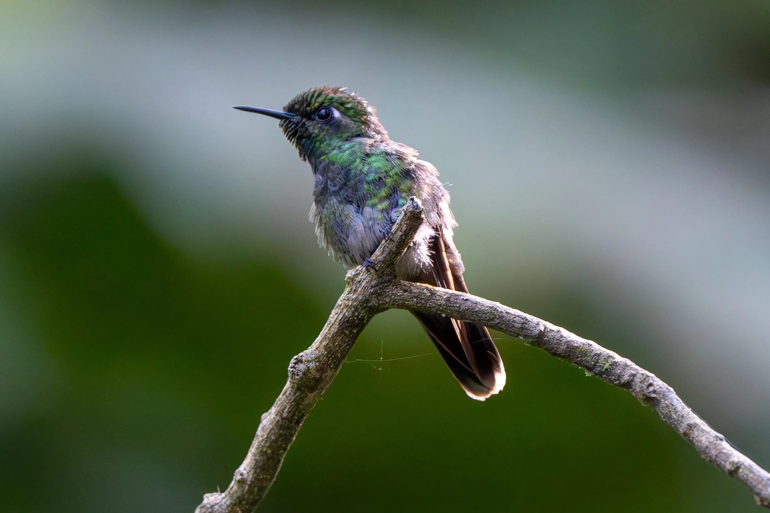 A colorful hummingbird perched on a thin branch, with a blurred green background.
