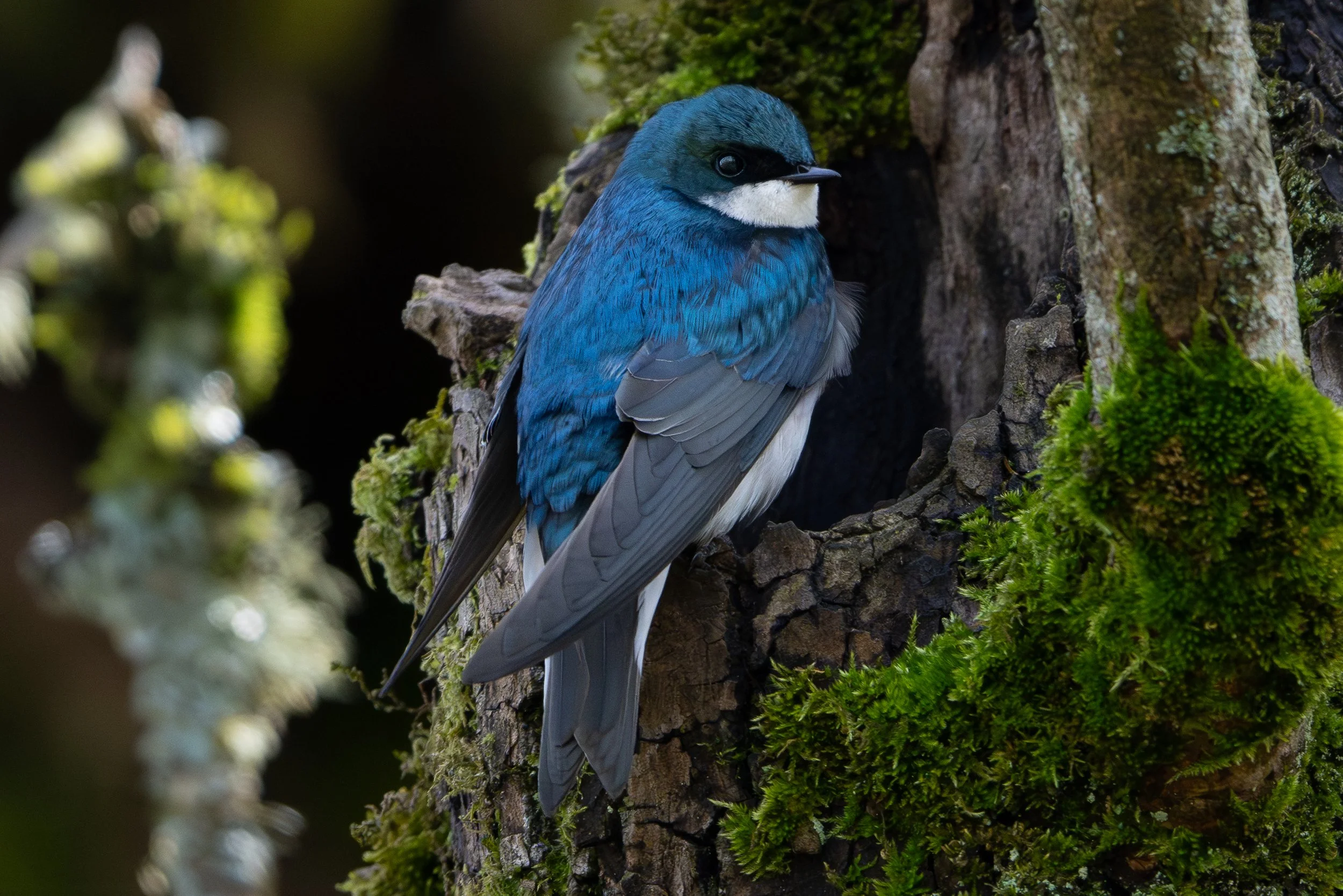 A blue and white bird with black markings on its face, perched on a tree trunk covered with moss and lichen