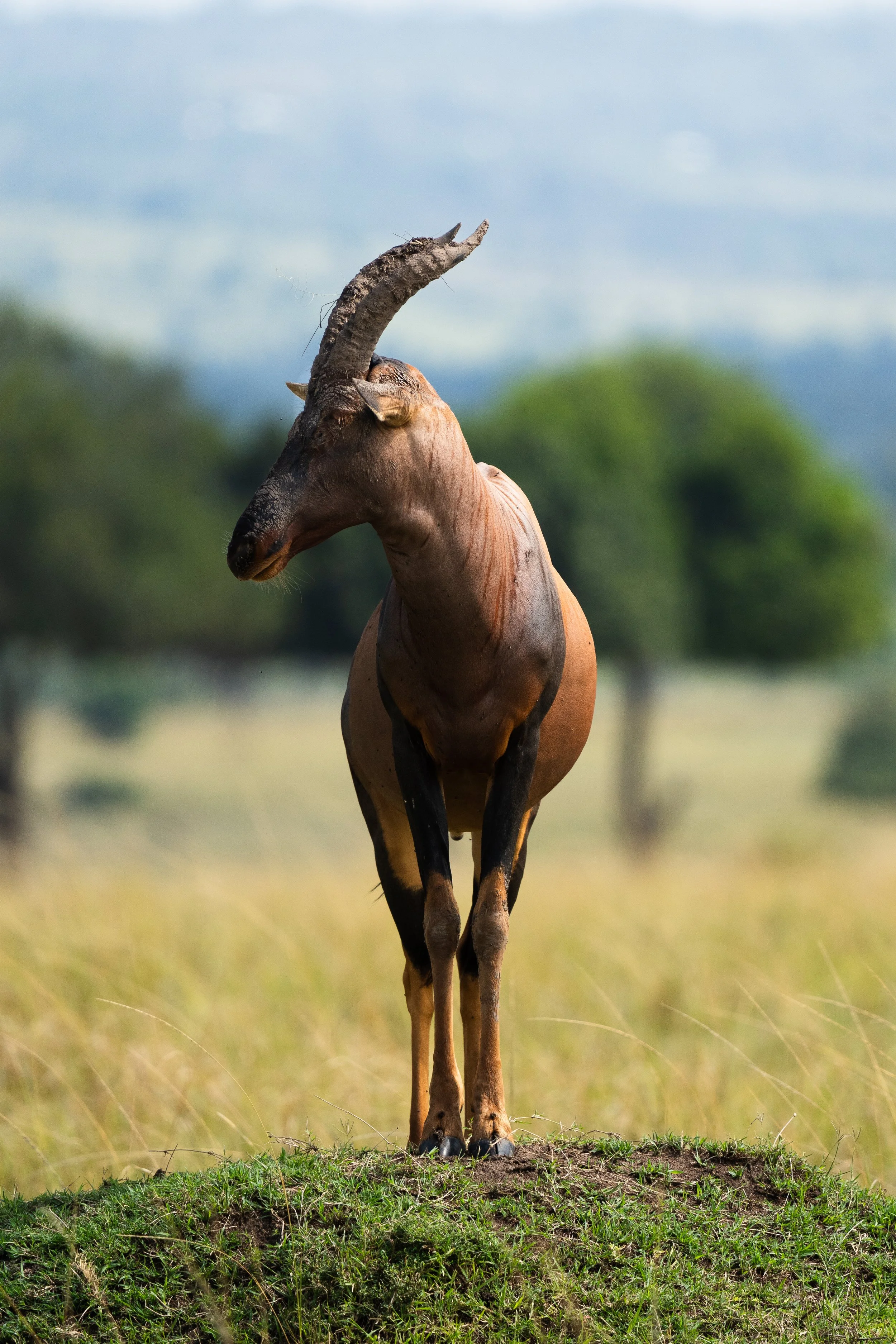 A giraffe standing on a grassy hill with a blurred landscape and cloudy sky in the background.