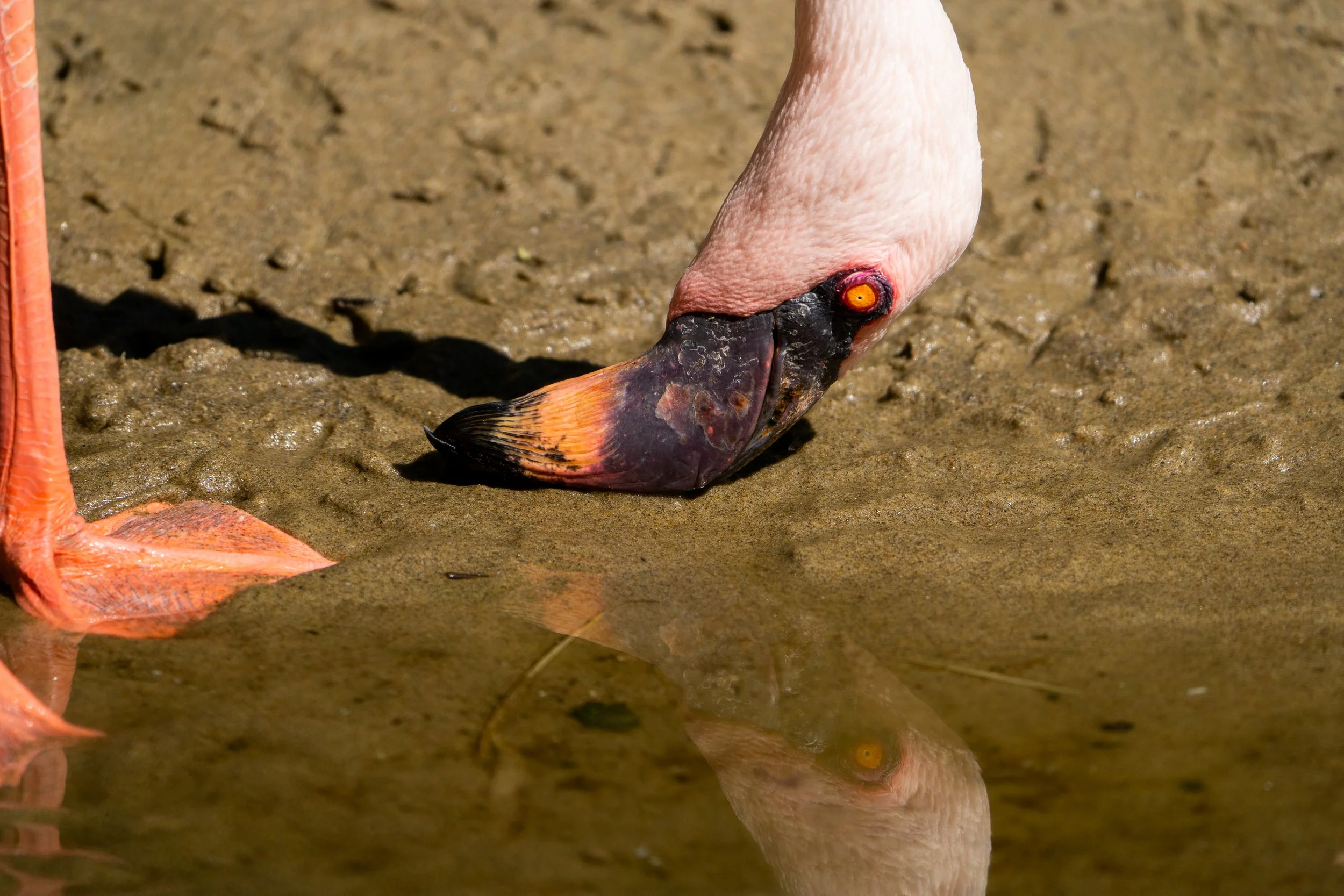 A close-up of a flamingo standing on a sandy surface, with part of its bright pink leg visible on the left side of the image. The flamingo's head is bent downward, and it has a distinctive orange and black beak with a dark patch.