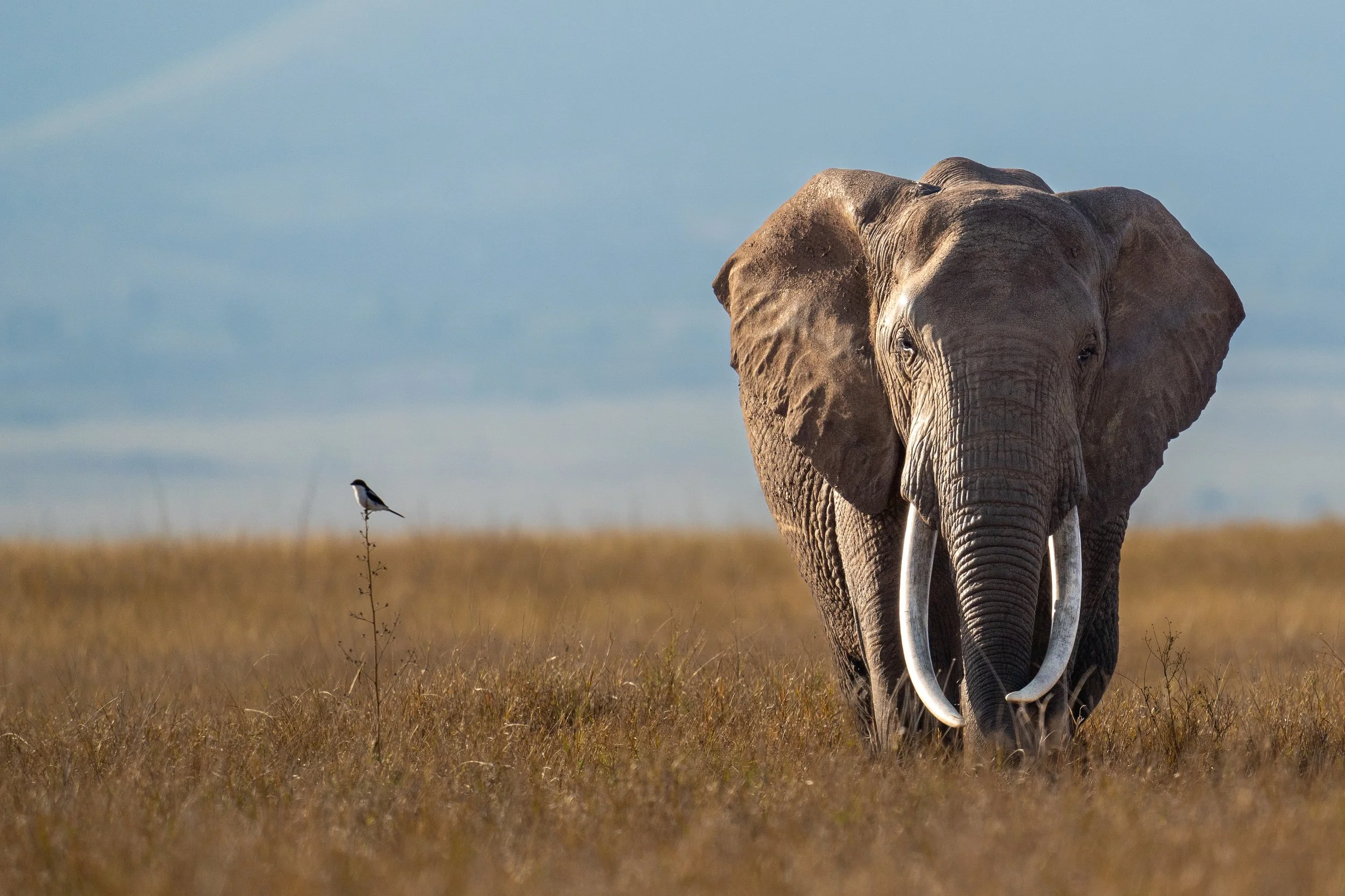 A large elephant standing in a grassy plain with a small bird perched on a plant nearby, under a cloudy sky.