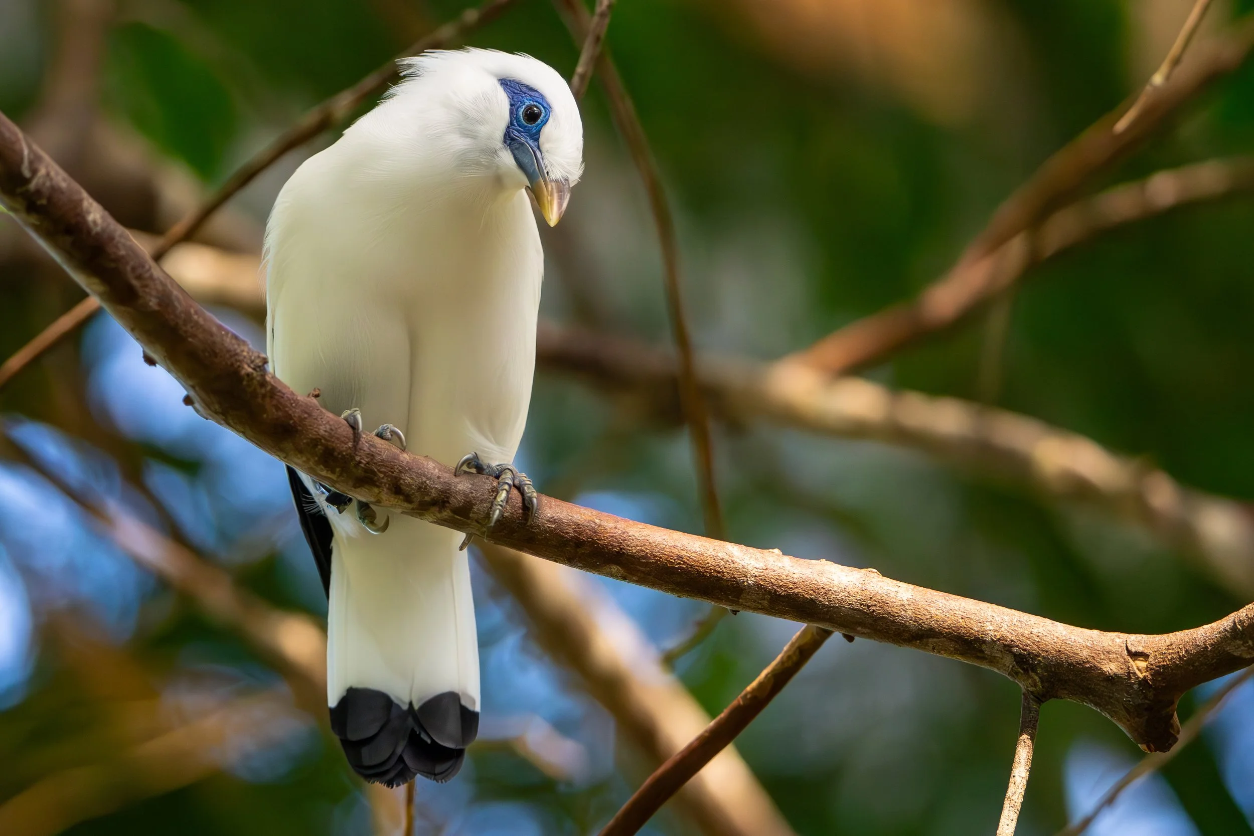 A white bird with blue facial markings sitting on a tree branch surrounded by green leaves.