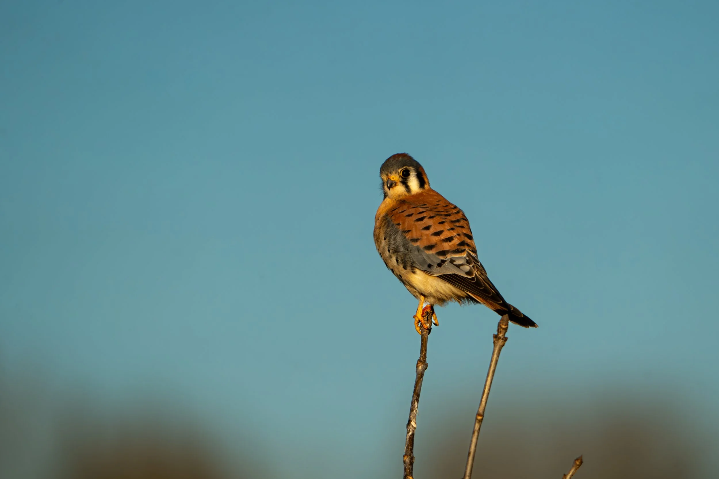 A bird perched on a thin, leafless branch against a clear blue sky.