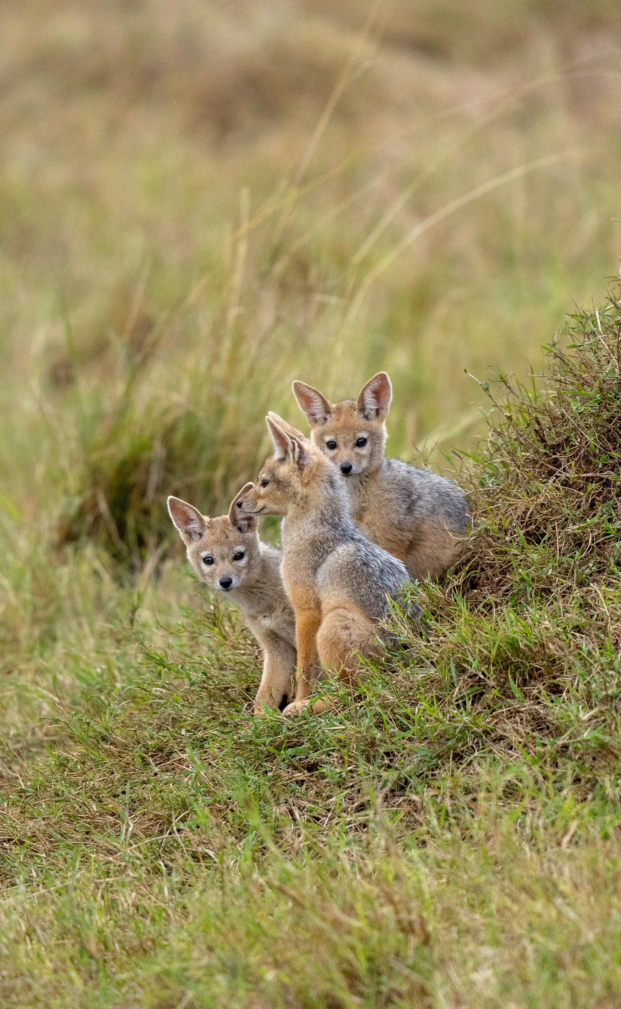Three young foxes sitting together on a grassy hillside with a blurred background of green plants.