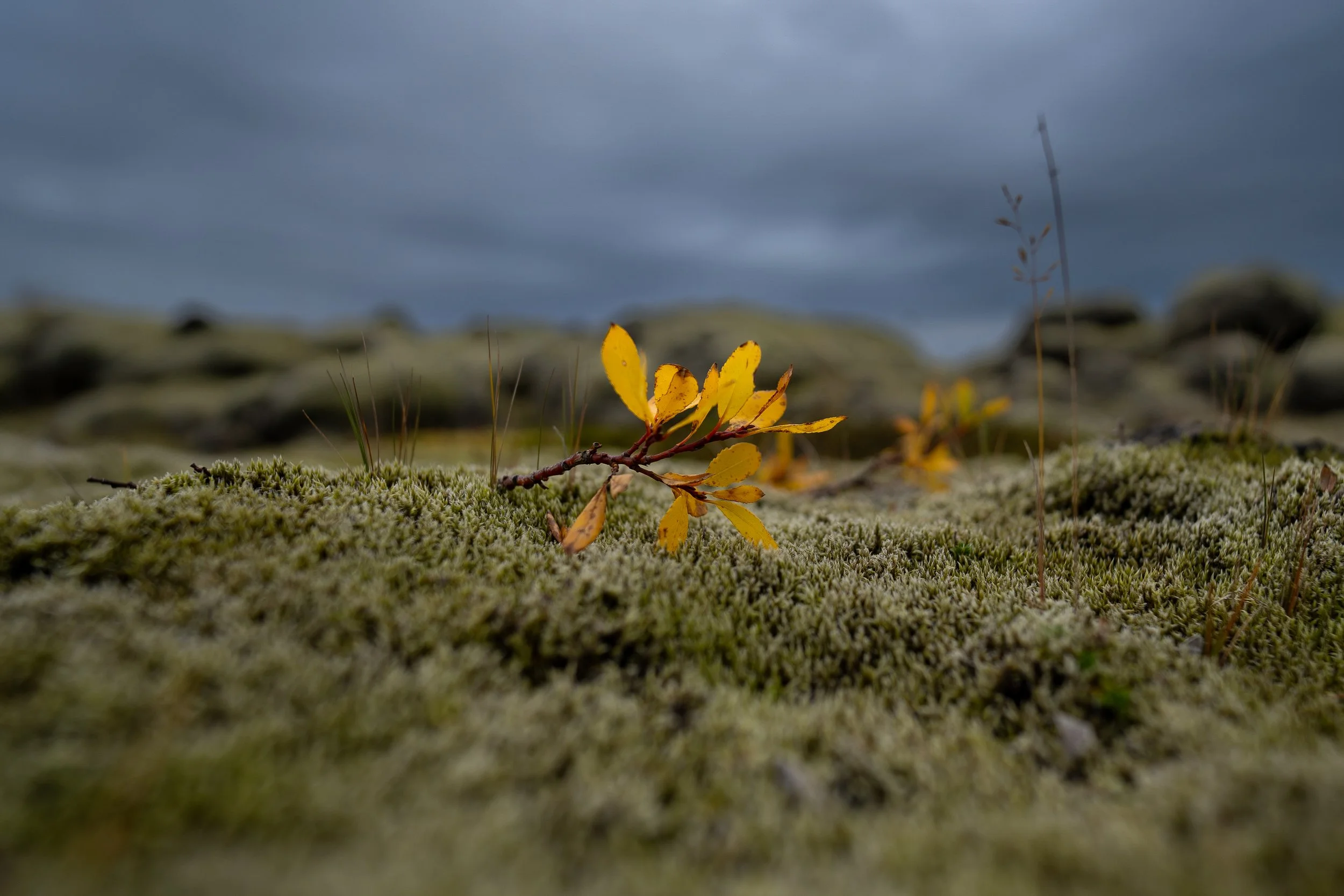 Close-up view of small yellow and orange leaves on a plant growing amidst moss and grass on the ground, with dark cloudy sky in the background.