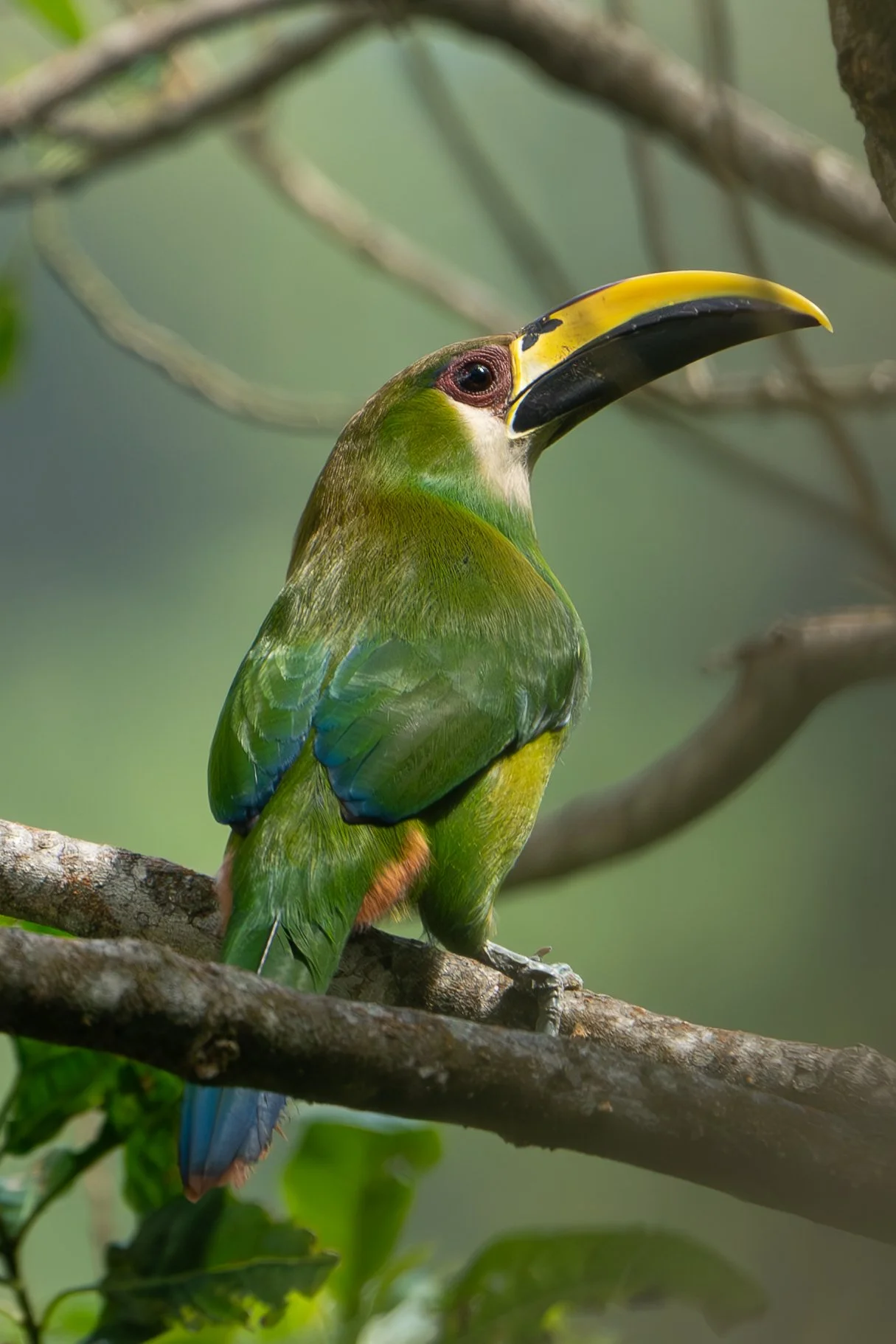 A vibrant green toucan with a large, colorful beak perched on a tree branch.