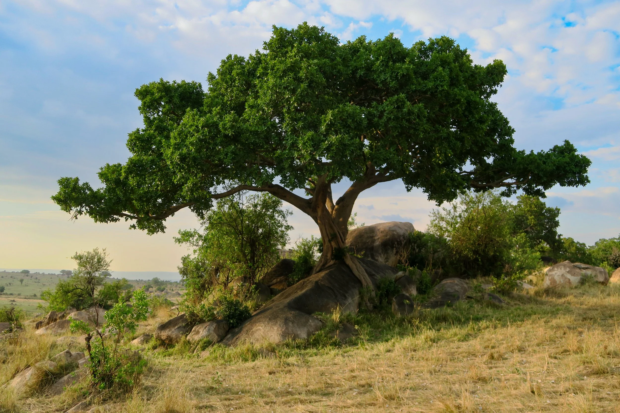 A large green tree with dense foliage, standing on a rocky hill in a grassland, under a partly cloudy sky.
