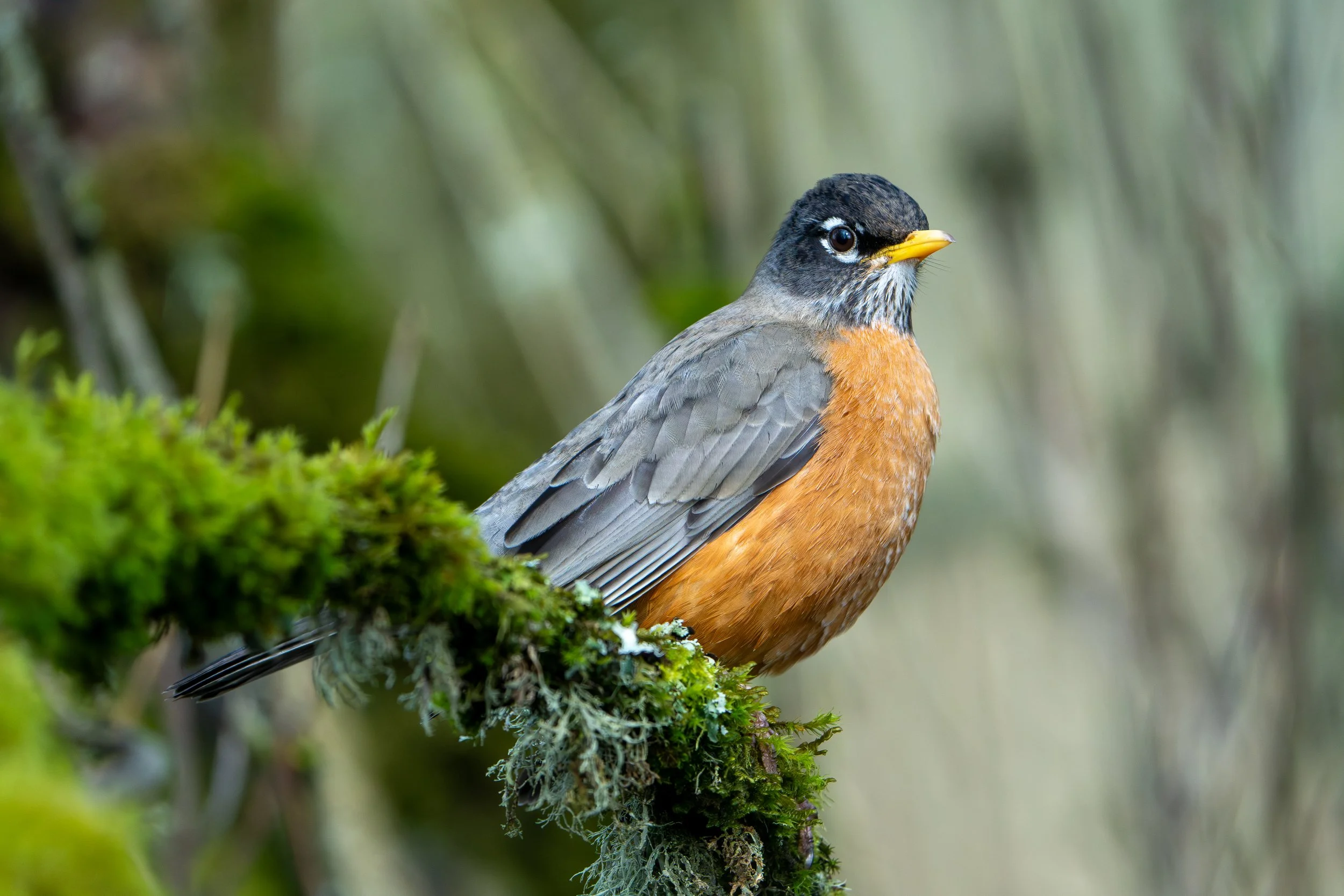 A colorful bird perched on a moss-covered branch in a lush forest setting.