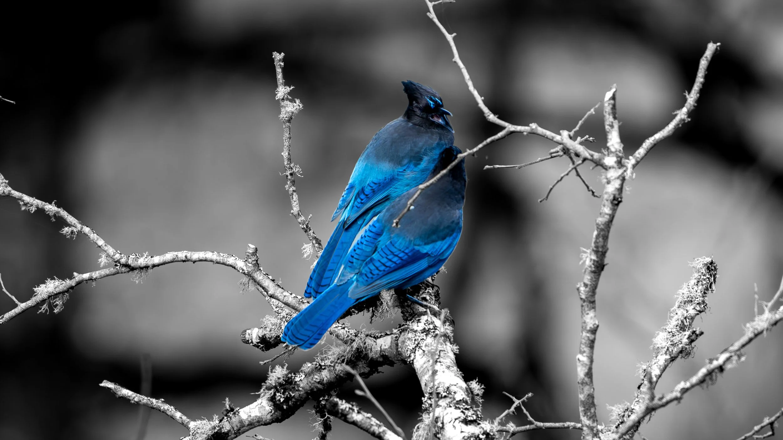 A vivid blue bird perched on a branch with a blurred black and white background.