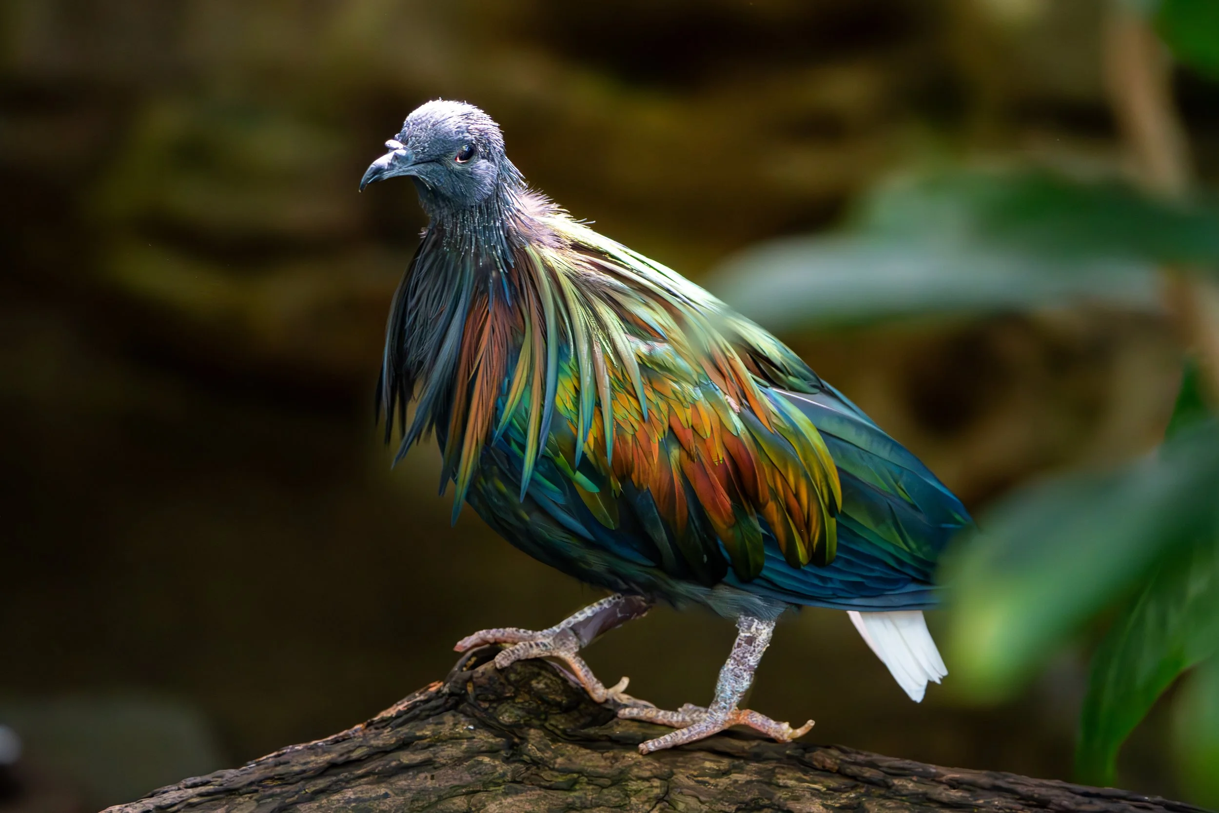 Colorful bird with iridescent feathers perched on a branch in a natural setting.