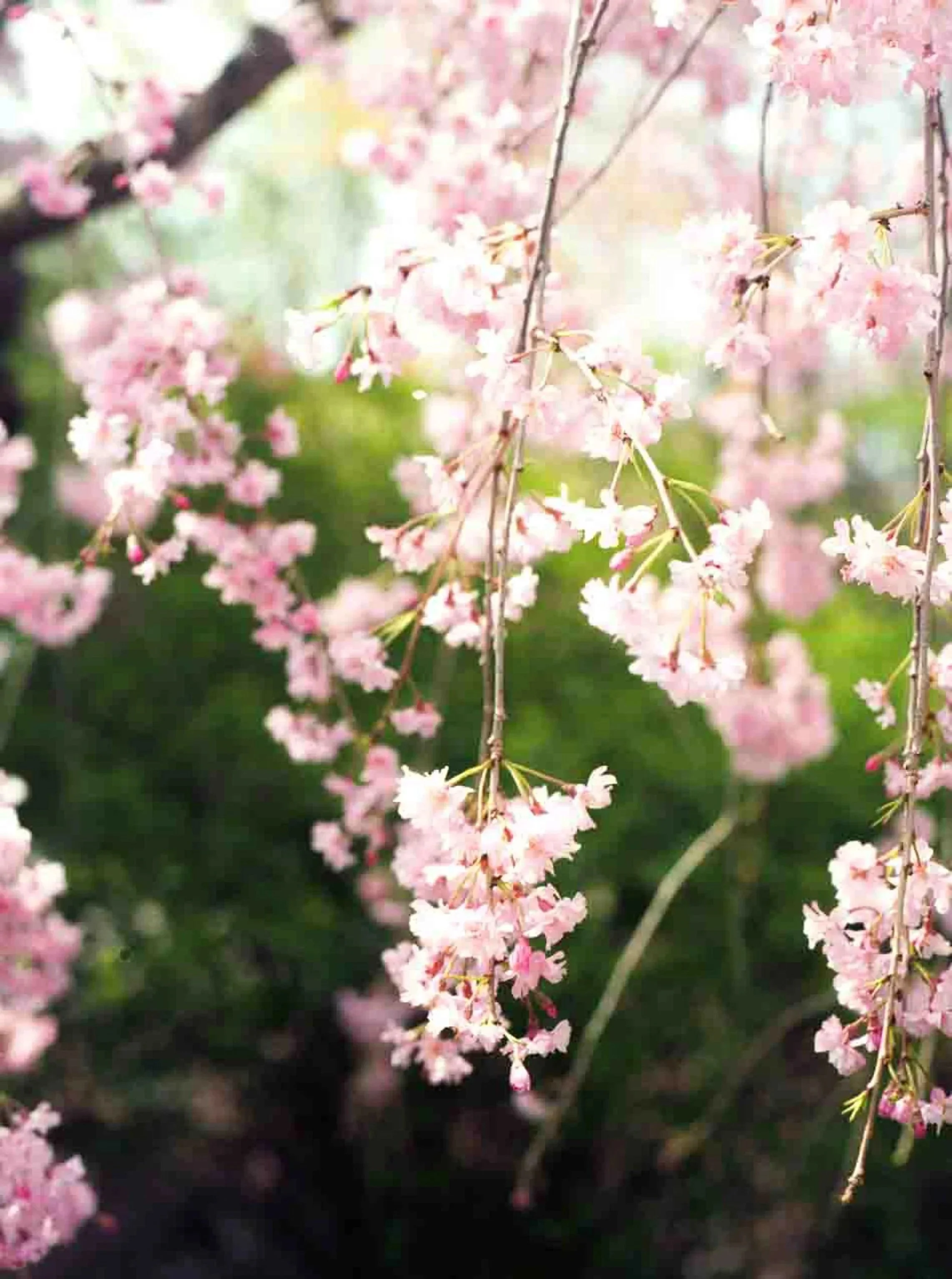 Pink cherry blossoms hanging from tree branches with blurred green background.