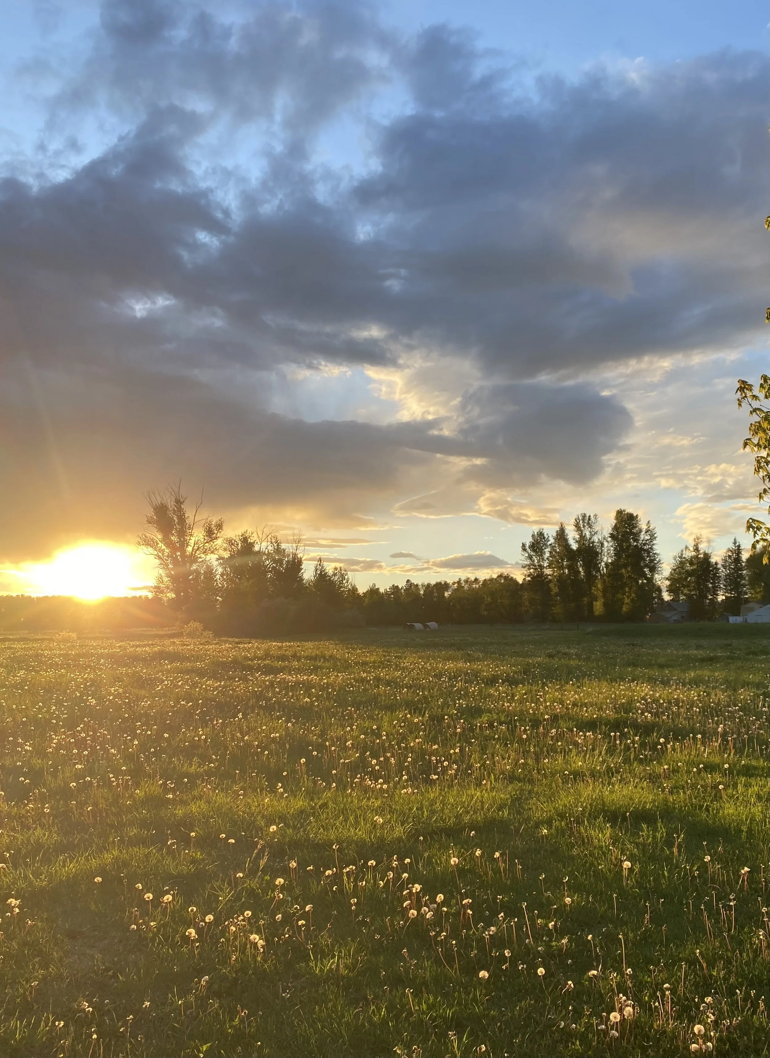 A picturesque landscape during sunset with a field of dandelions, trees in the distance, and a partly cloudy sky.