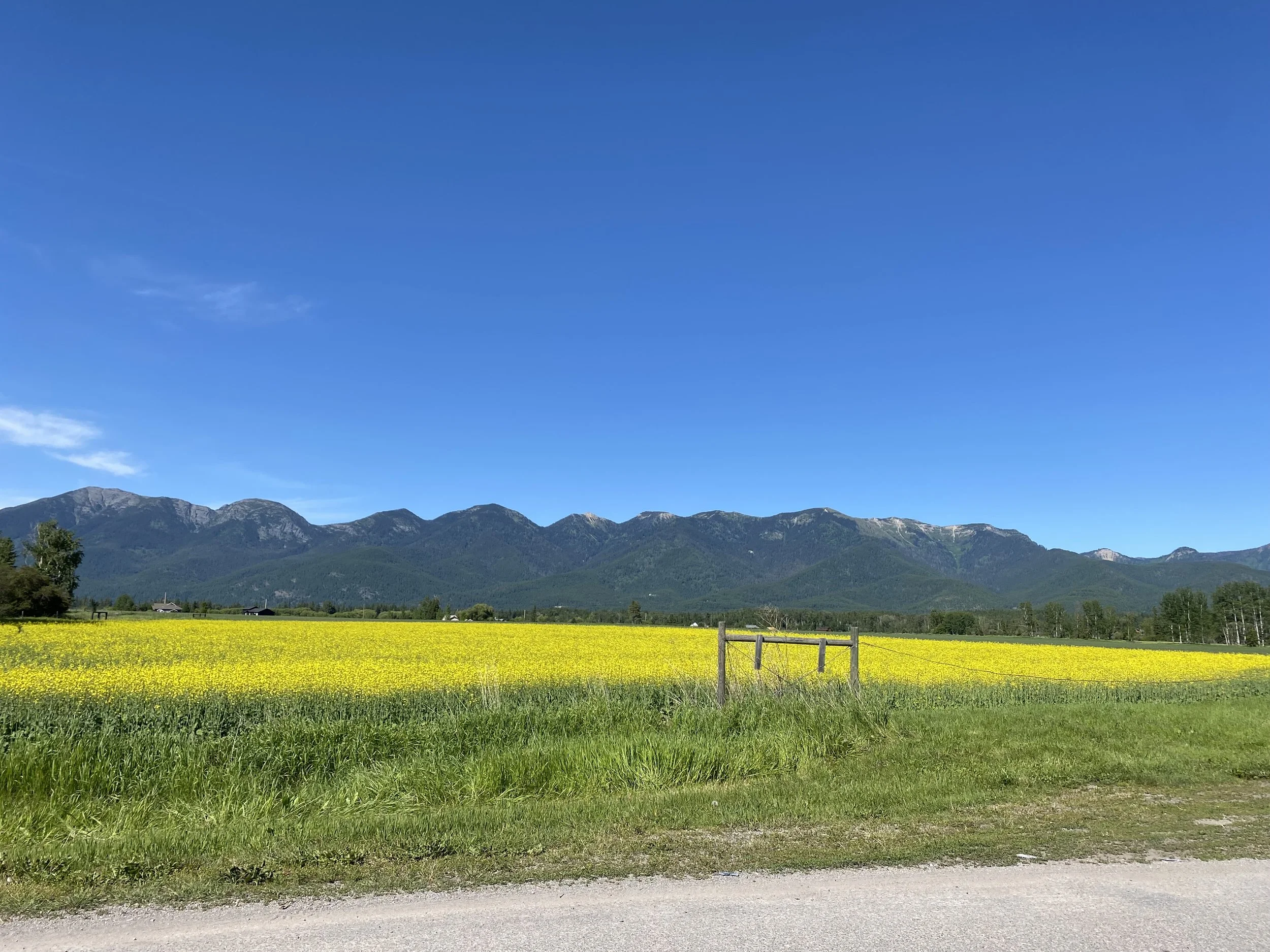 Open field with yellow flowers, mountain range in the background, blue sky overhead, and a dirt road in the foreground.