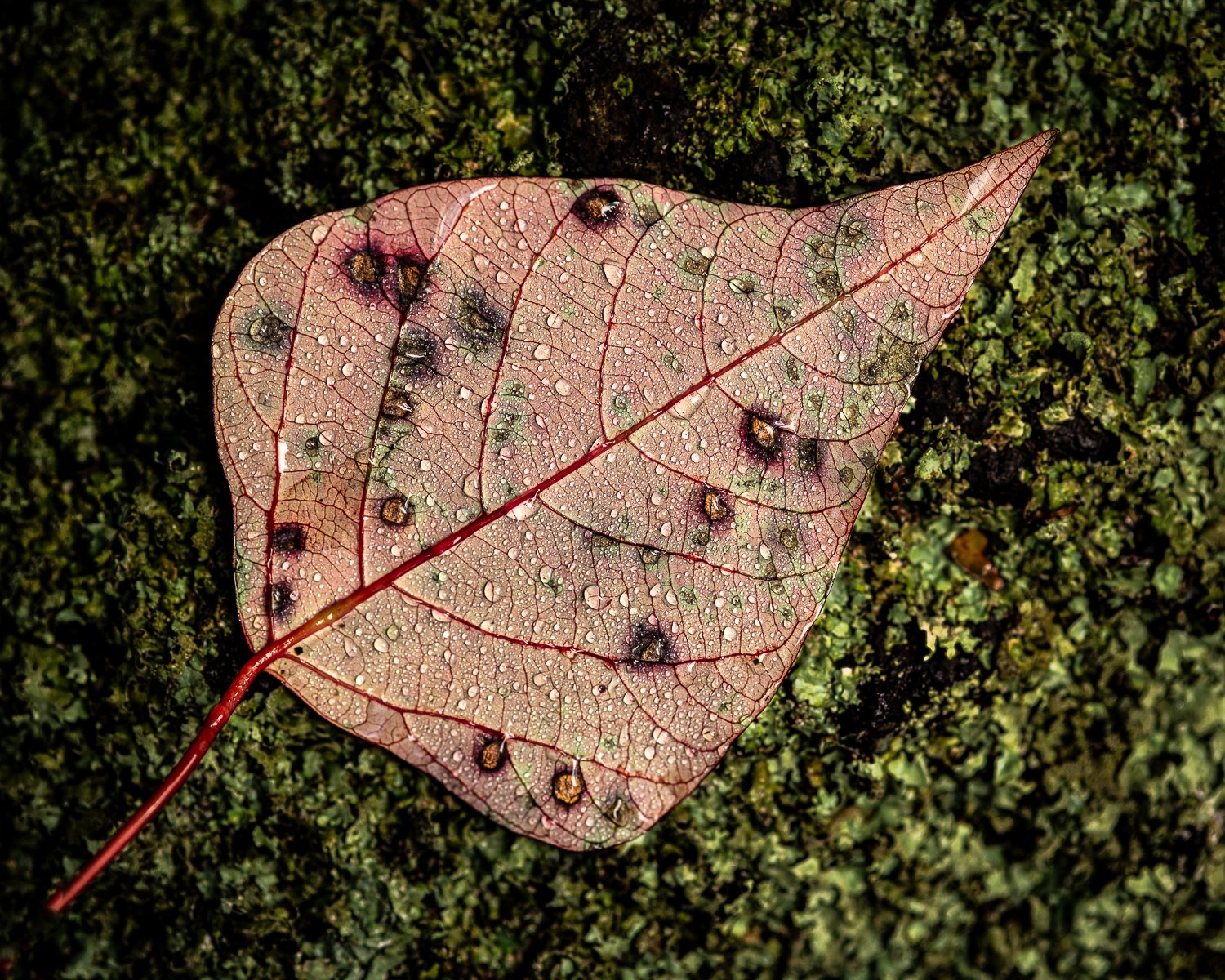 Droplets.jpg